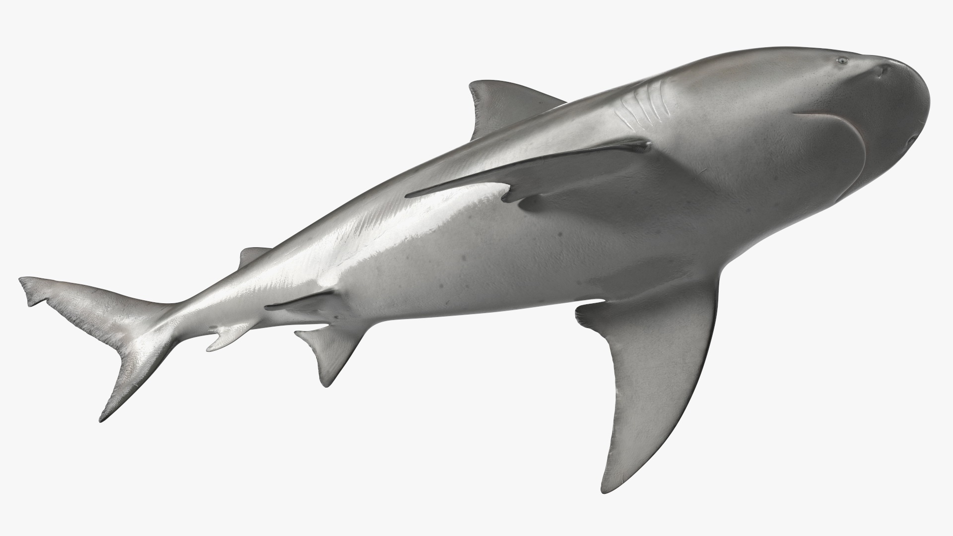 3D Realistic Bull Shark Rigged for Maya