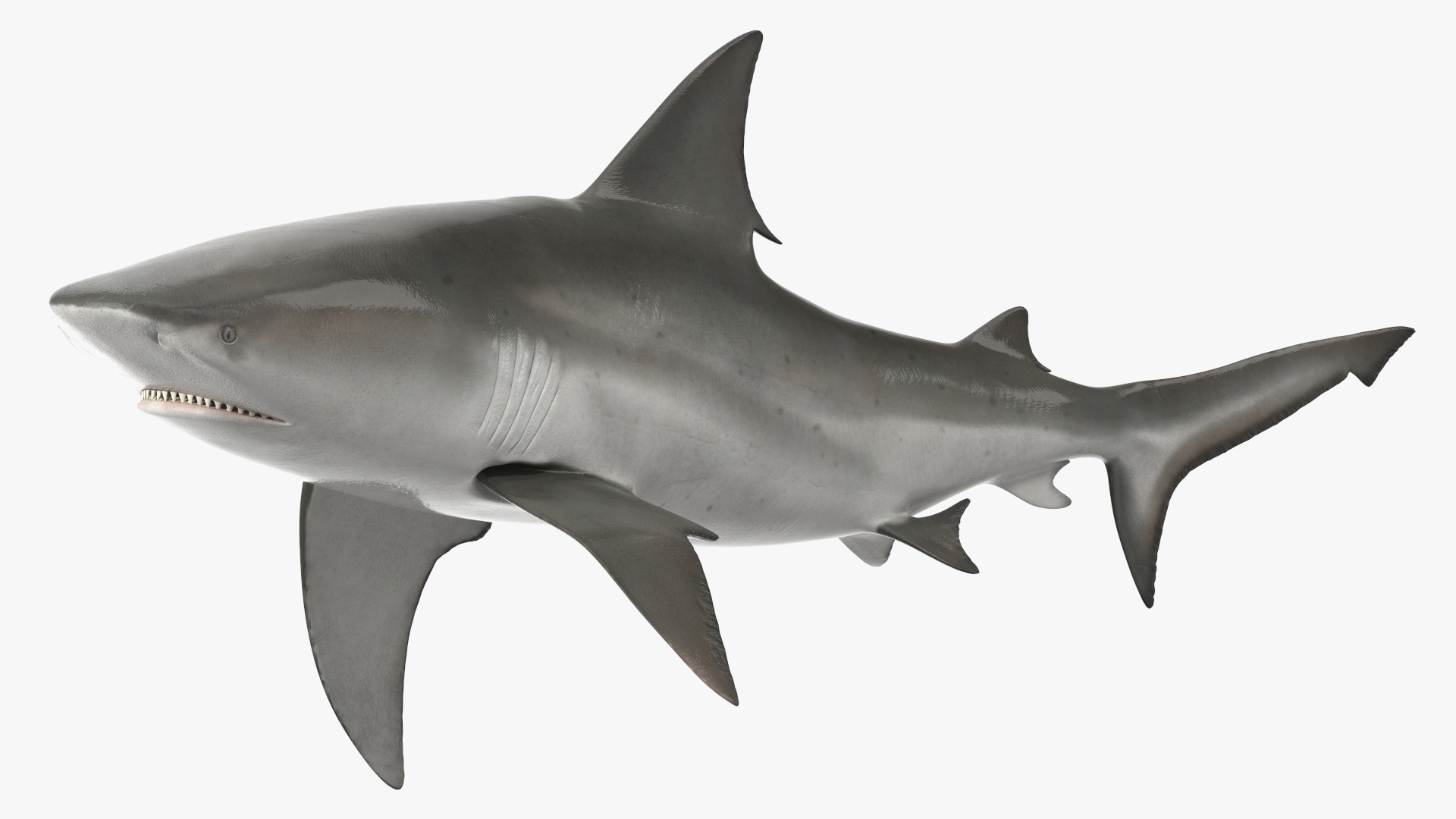 3D Realistic Bull Shark Rigged for Maya