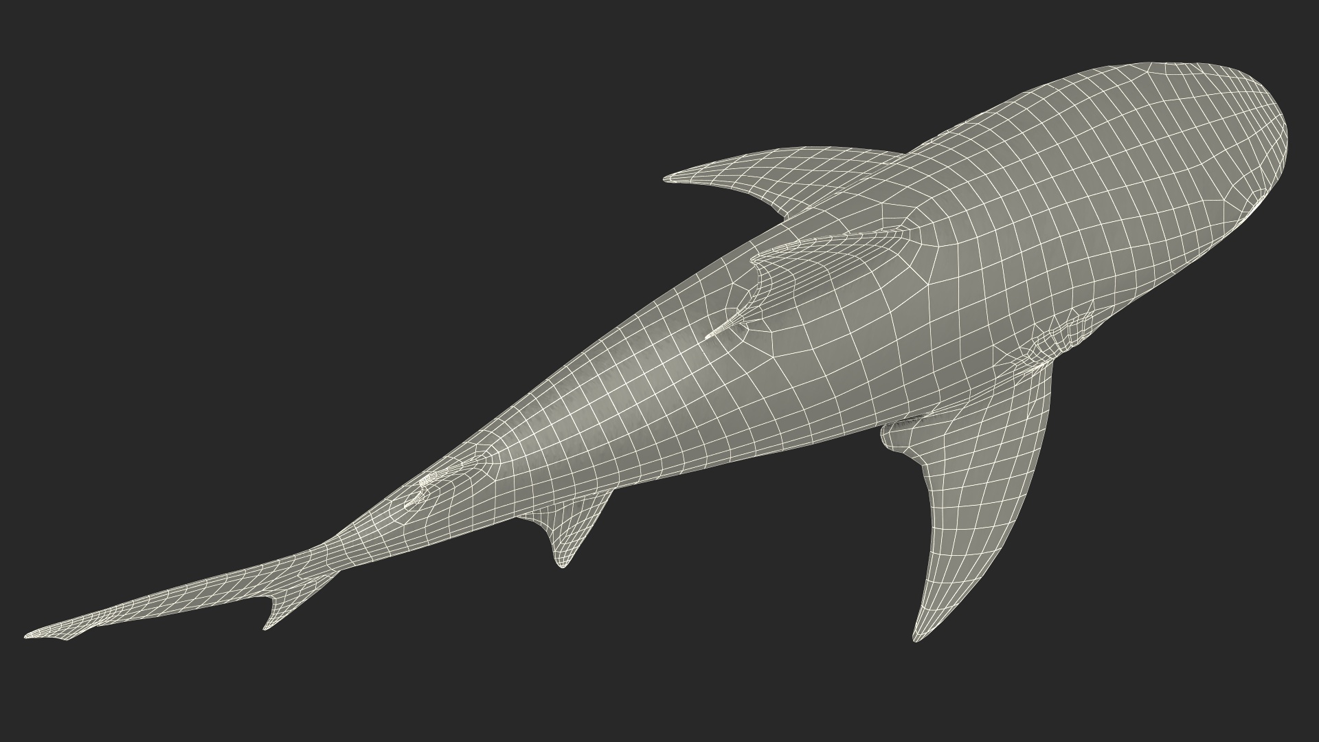 3D Realistic Bull Shark Rigged for Maya