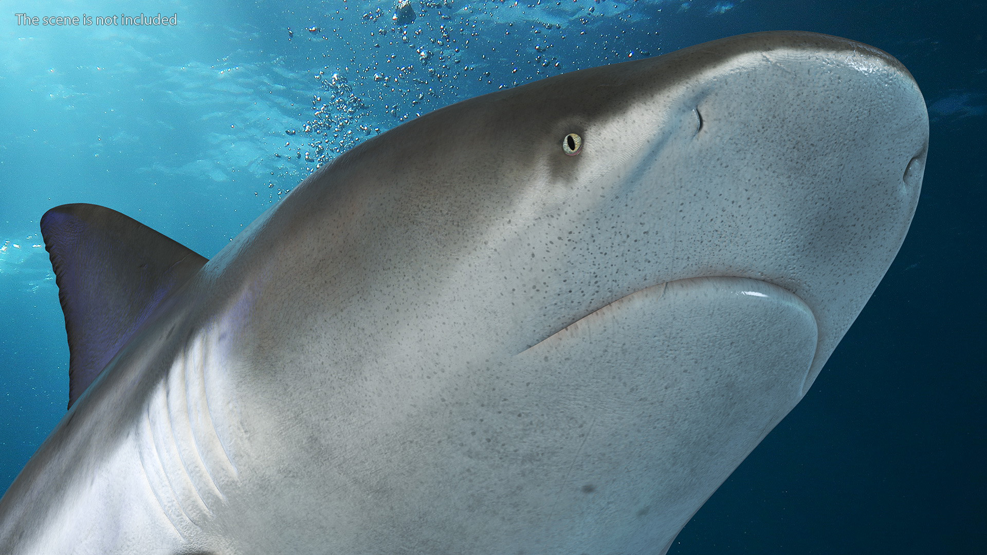 3D Realistic Bull Shark Rigged for Maya