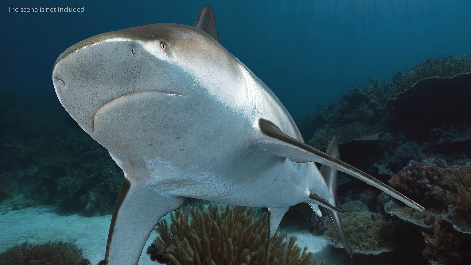 3D Realistic Bull Shark Rigged for Maya