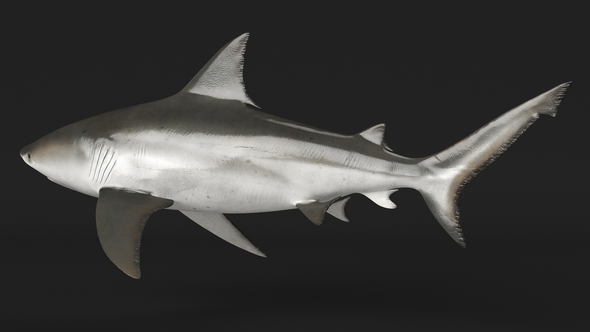 3D Realistic Bull Shark Rigged for Maya