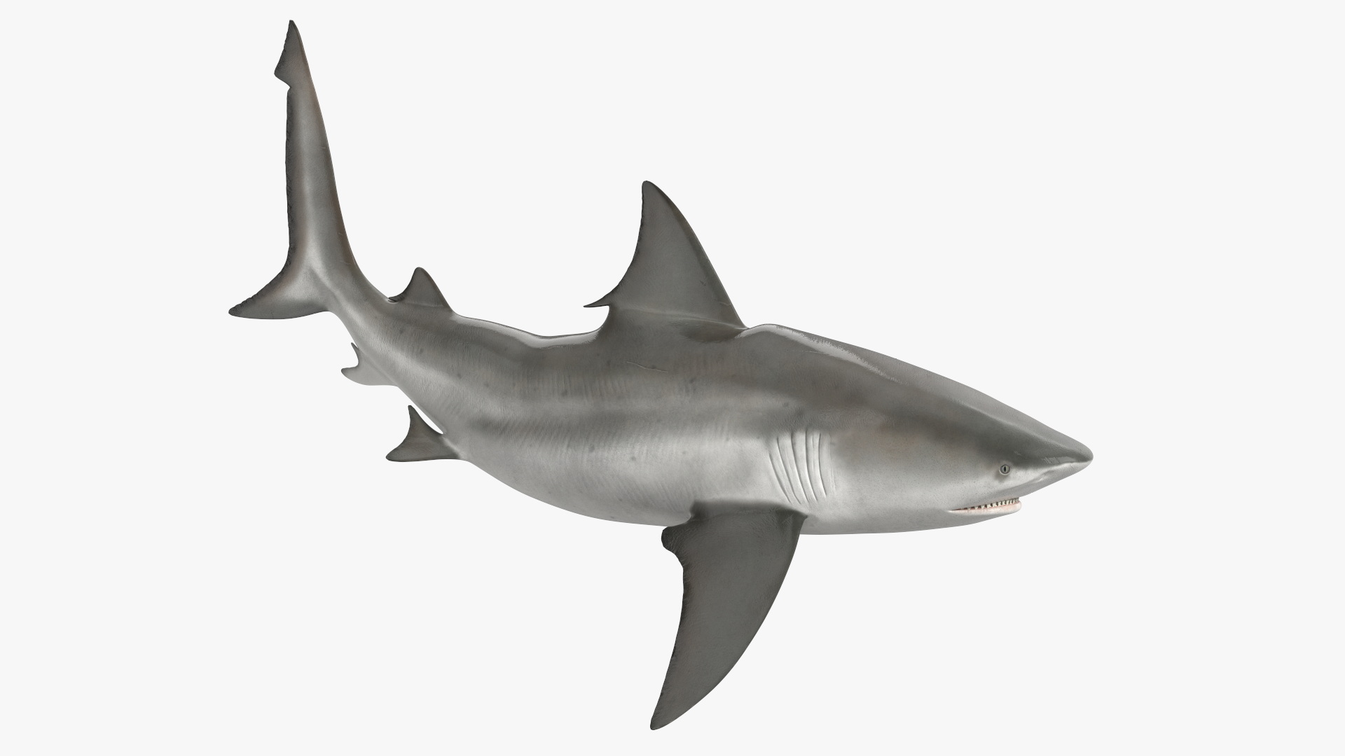 3D Realistic Bull Shark Rigged for Maya
