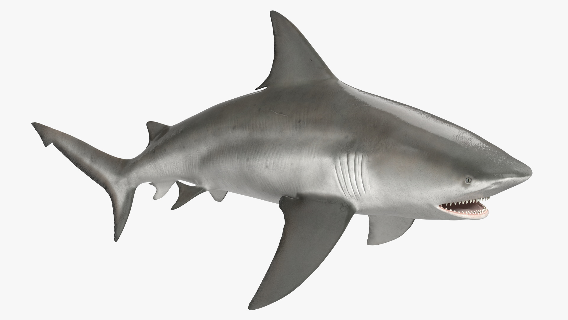 3D Realistic Bull Shark Rigged for Maya