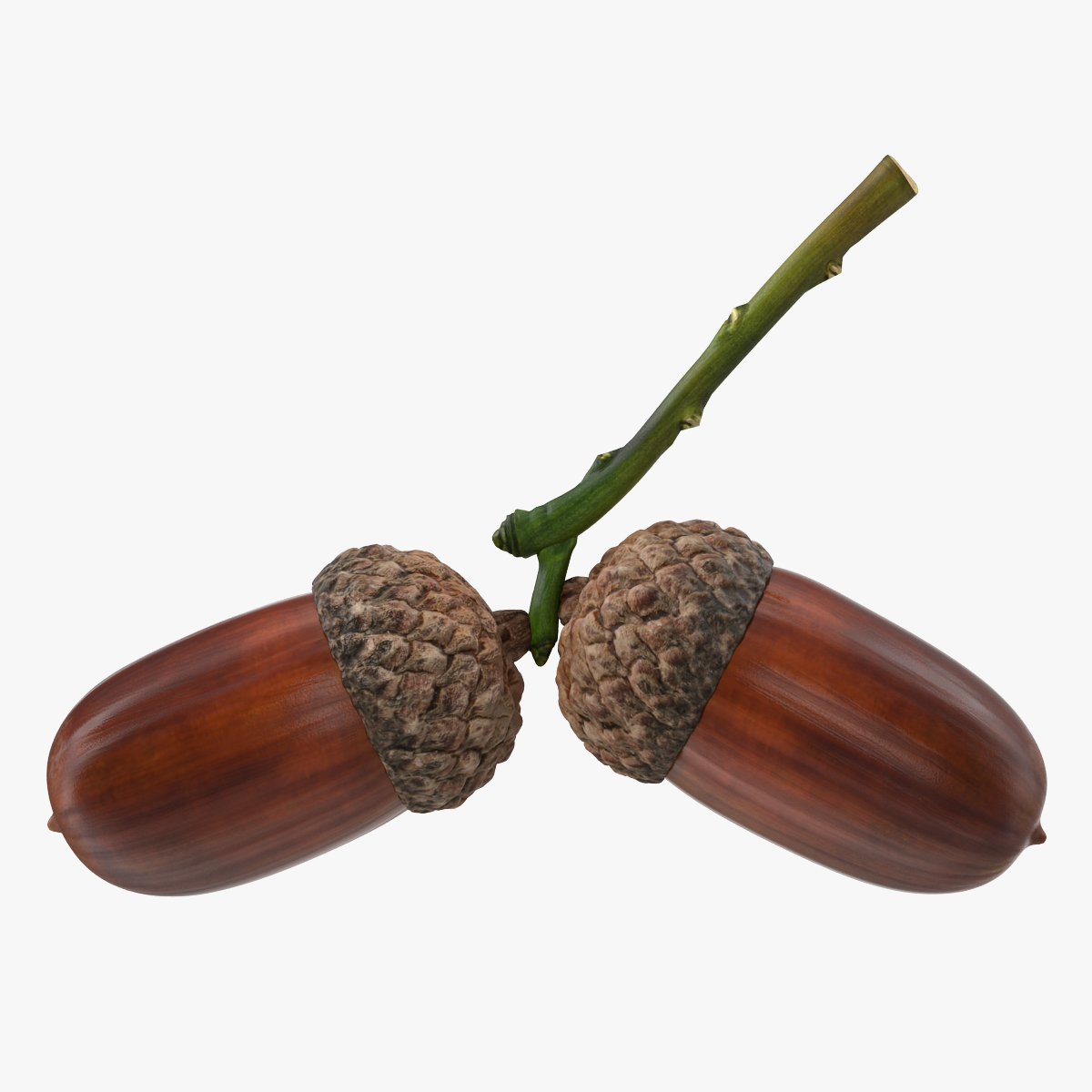 Two Acorns on Branch 3D Model