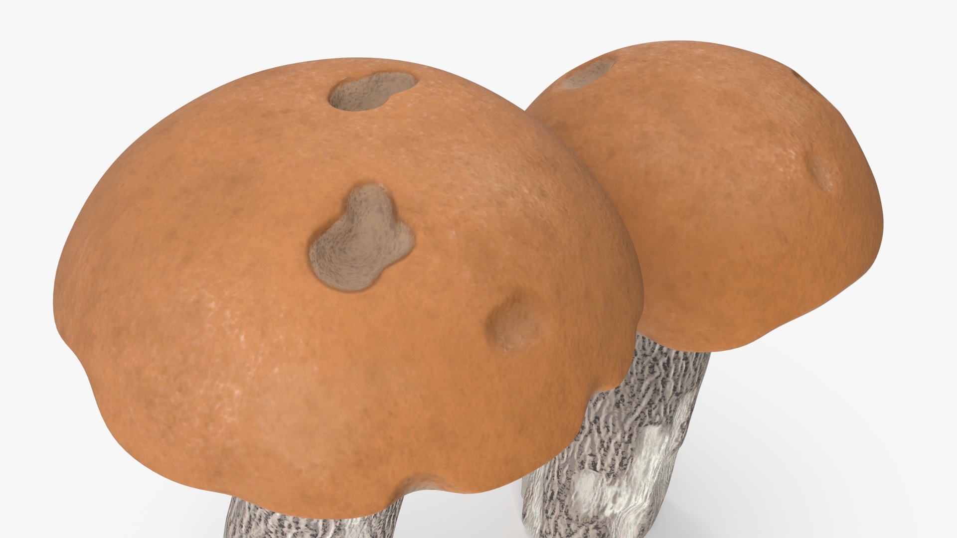 Brown Cap Boletus 3D