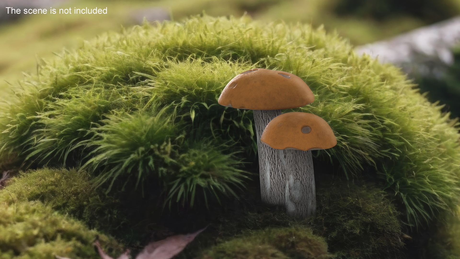 Brown Cap Boletus 3D