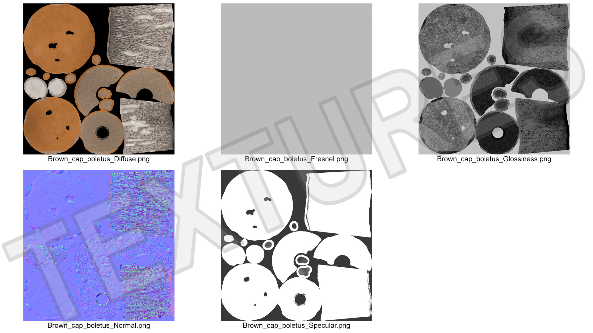 Brown Cap Boletus 3D