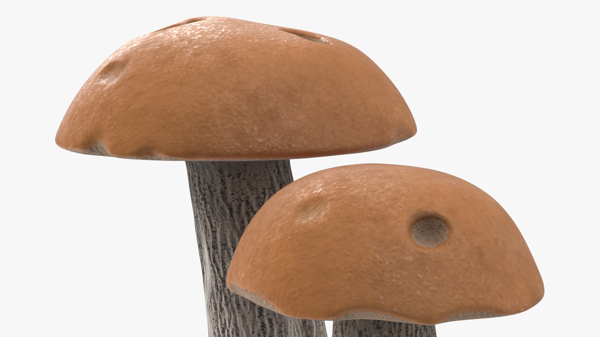 Brown Cap Boletus 3D