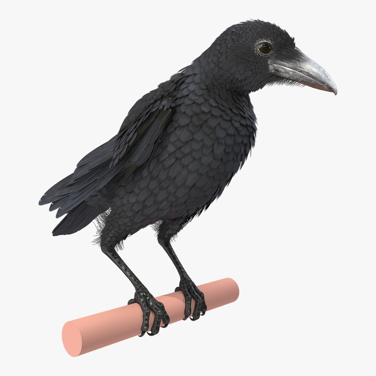 Raven Takeoff, view 4