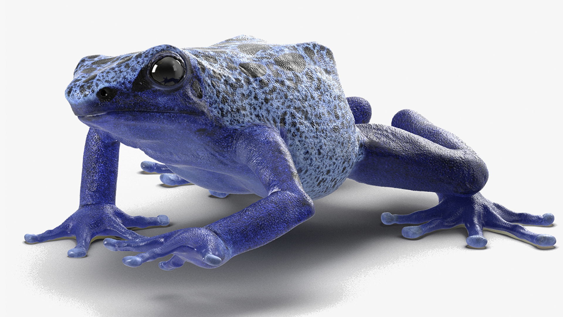 3D Realistic Poison Dart Frog Rigged model