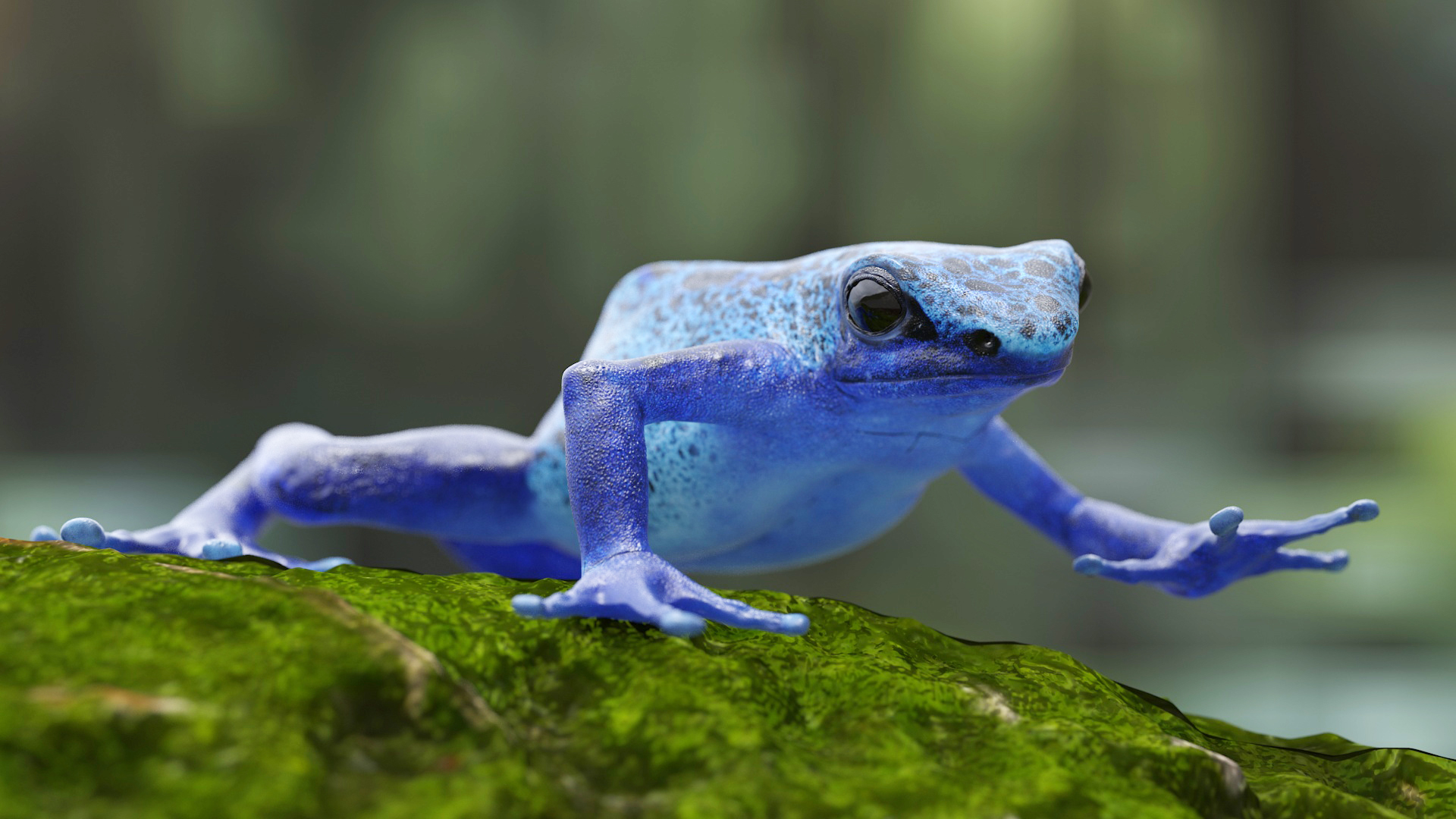 3D Realistic Poison Dart Frog Rigged model