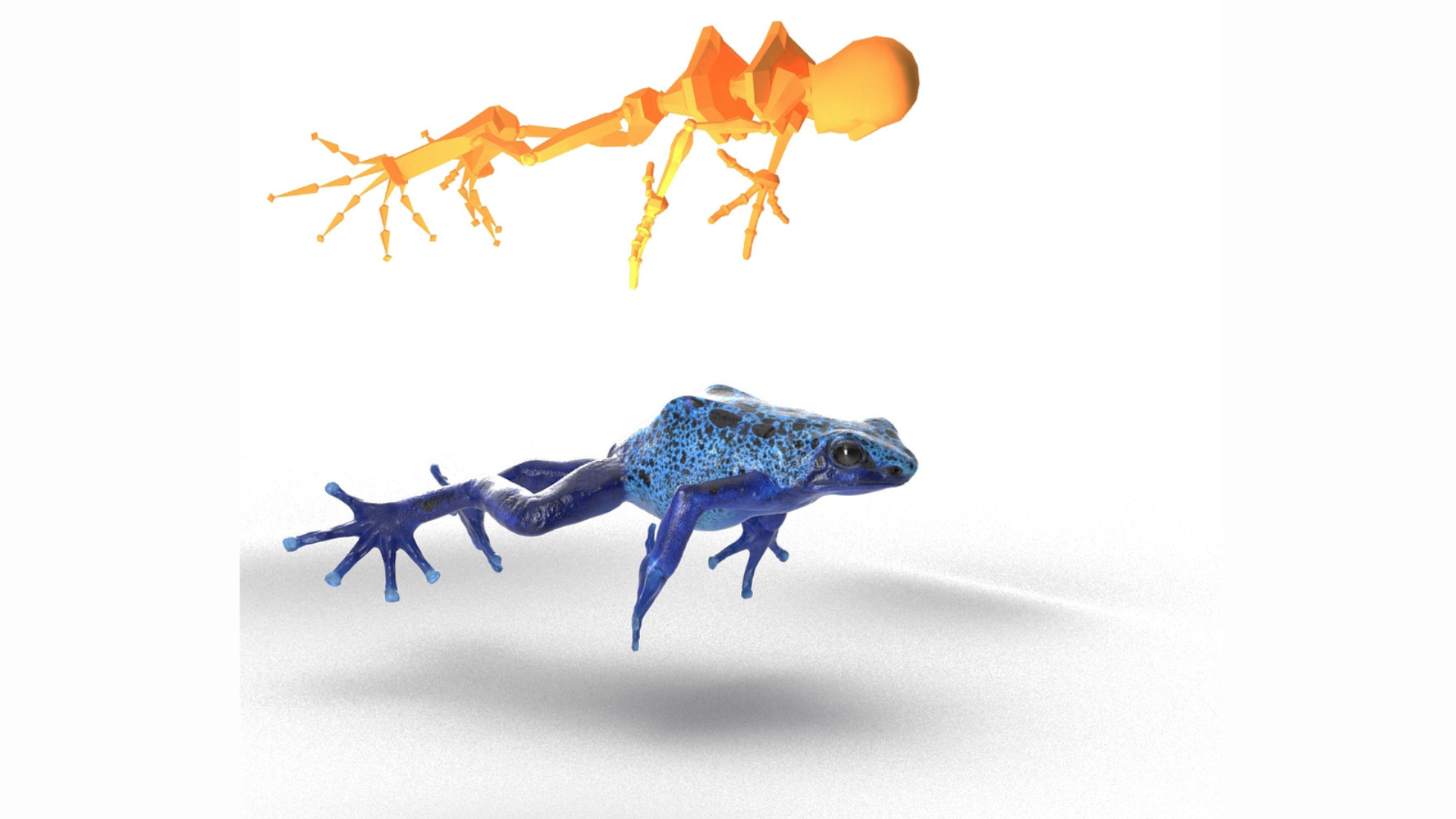 3D Realistic Poison Dart Frog Rigged model