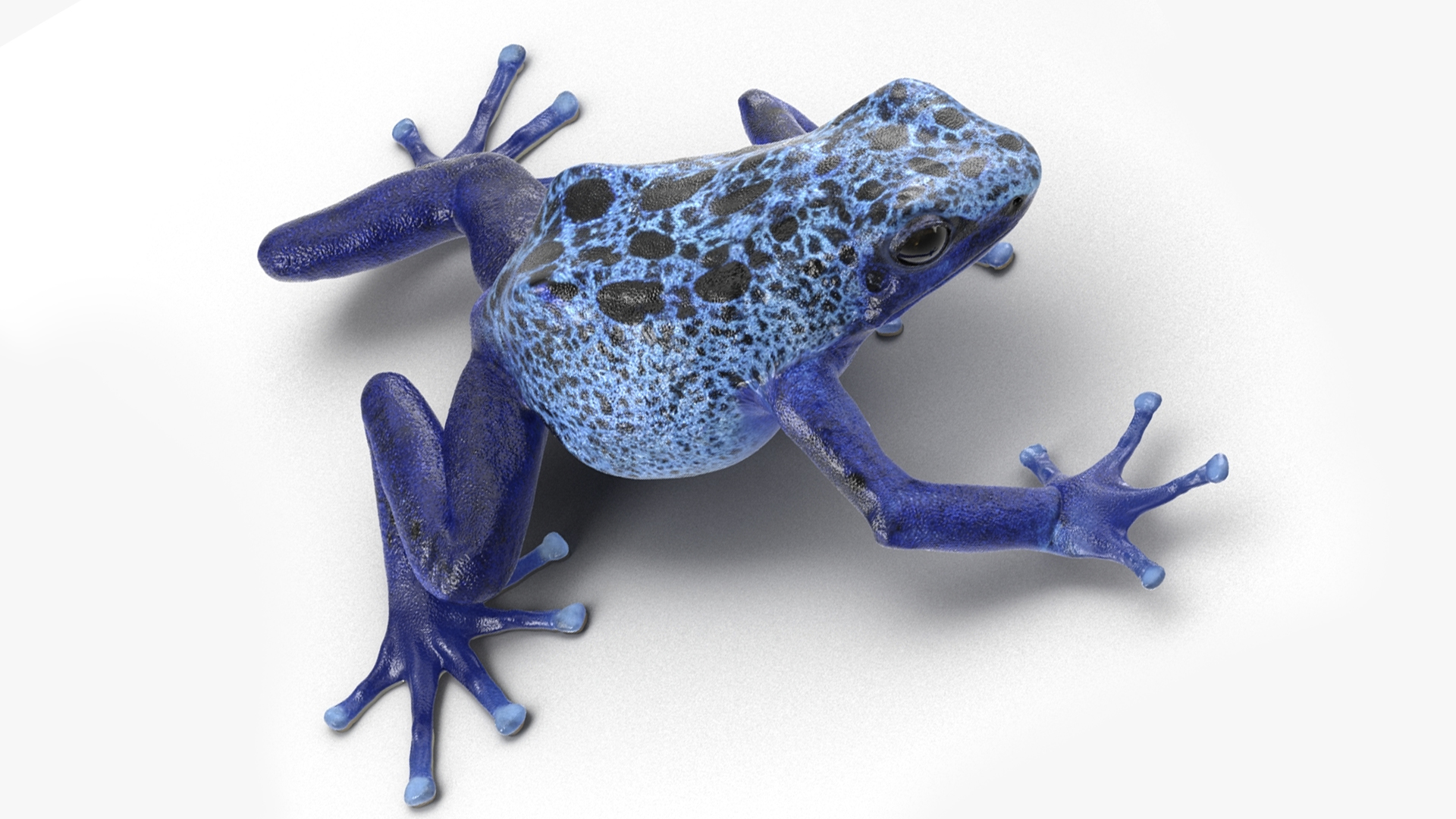3D Realistic Poison Dart Frog Rigged model