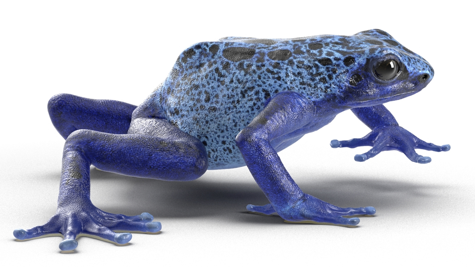 3D Realistic Poison Dart Frog Rigged model