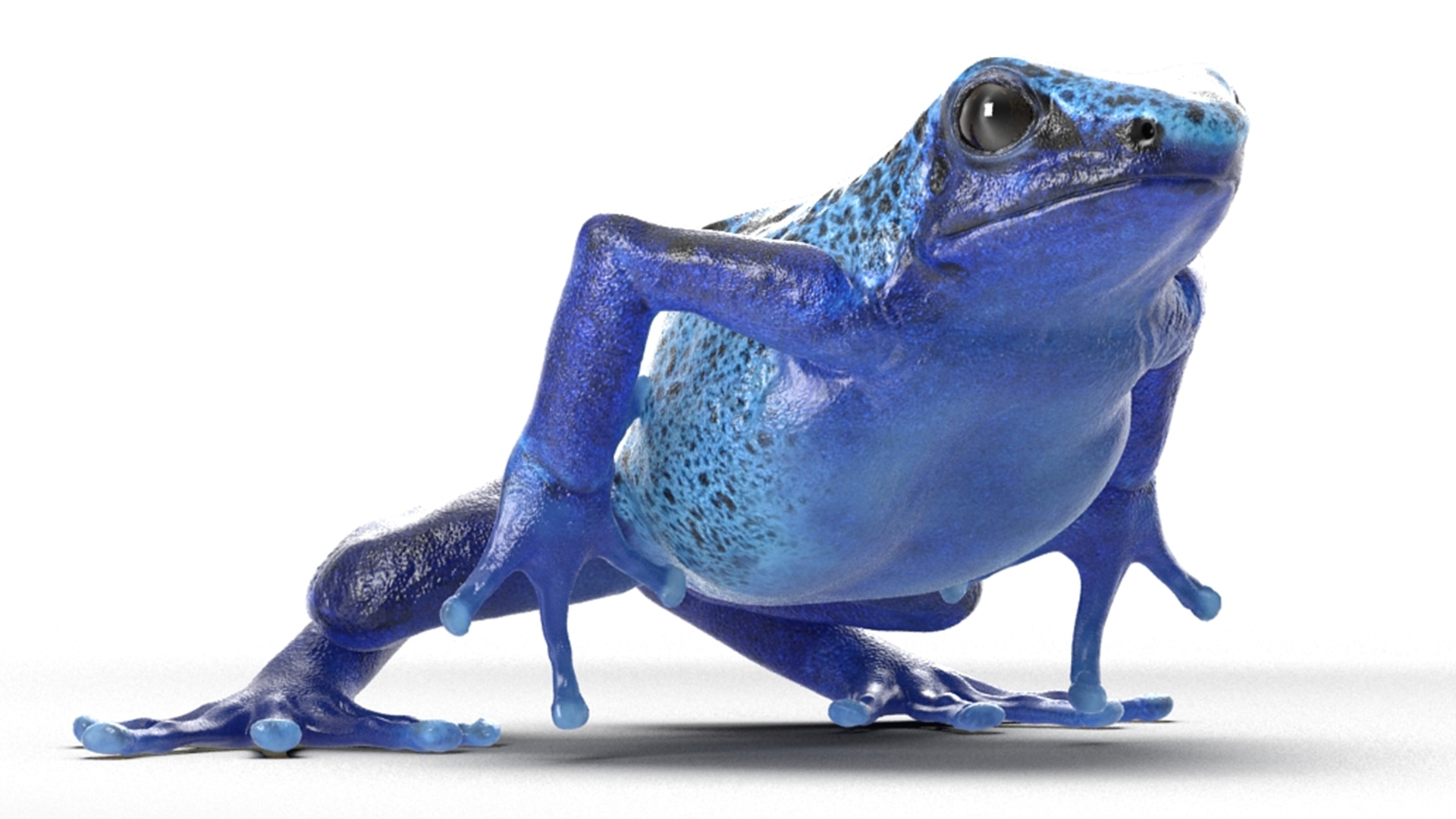 3D Realistic Poison Dart Frog Rigged model