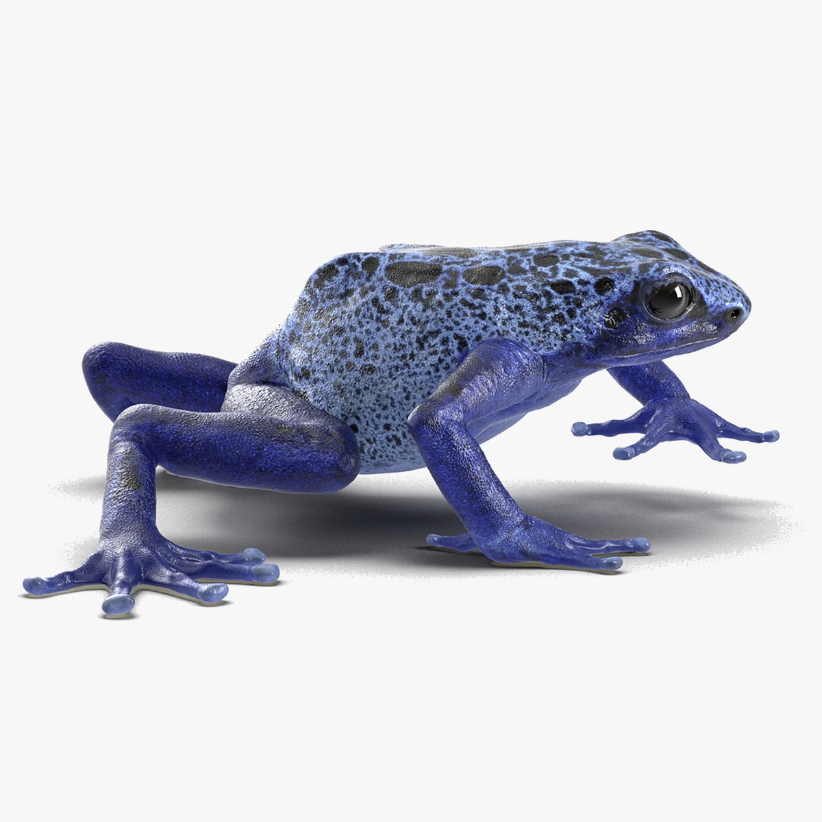 3D Realistic Poison Dart Frog Rigged model