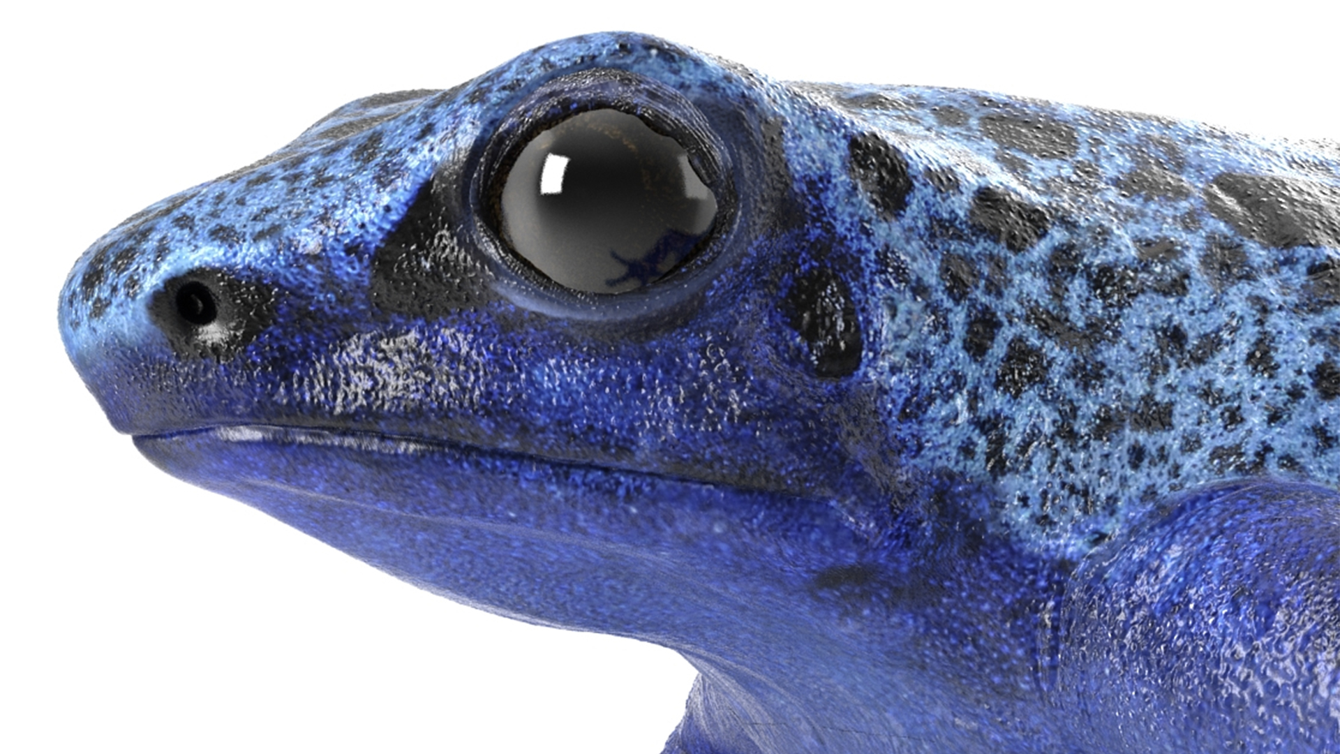 3D Realistic Poison Dart Frog Rigged model