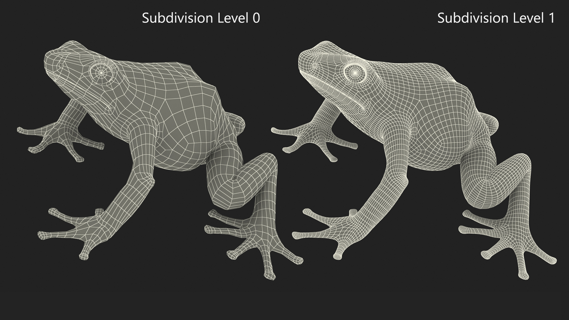 3D Realistic Poison Dart Frog Rigged model