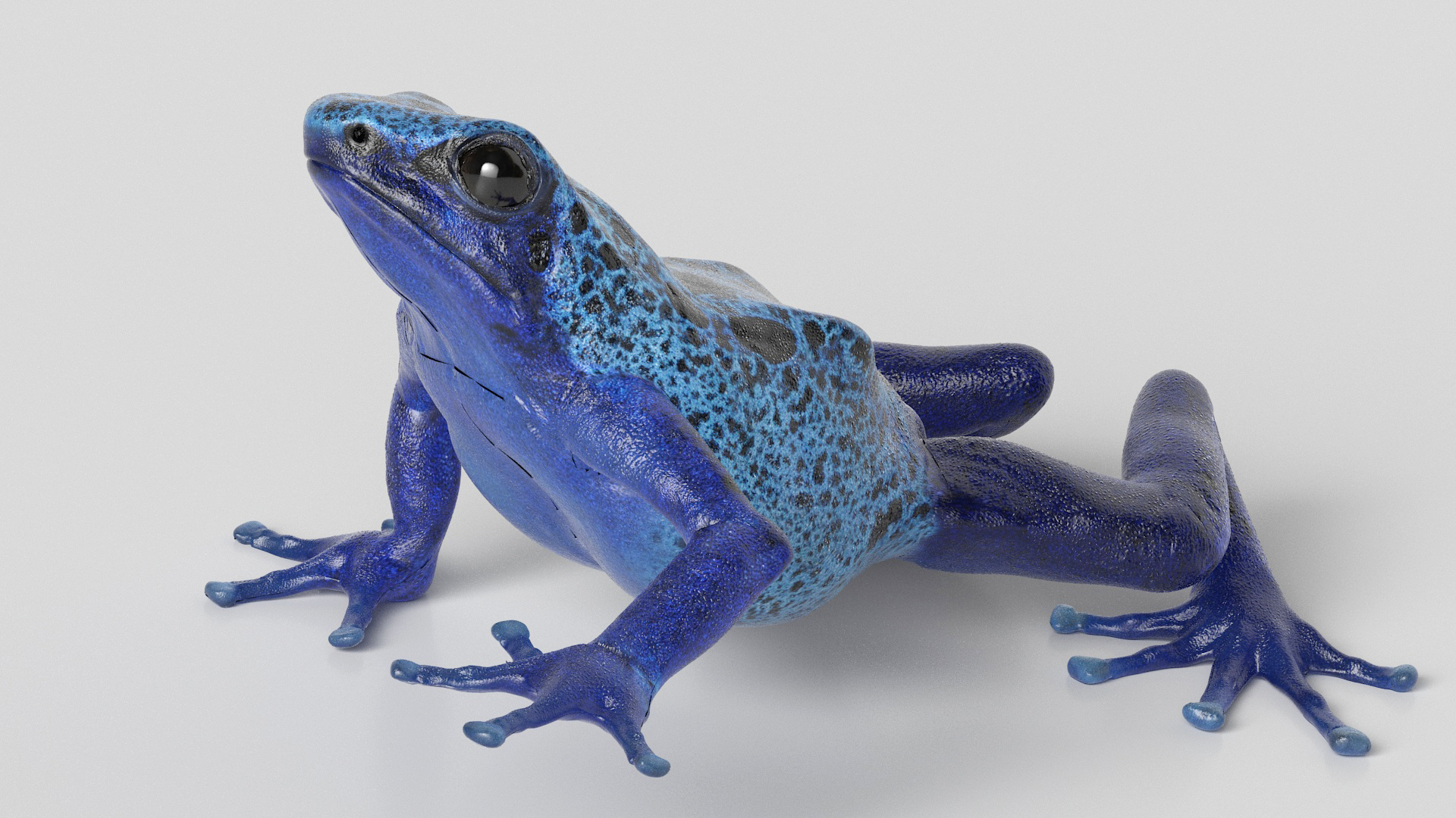 3D Realistic Poison Dart Frog Rigged model