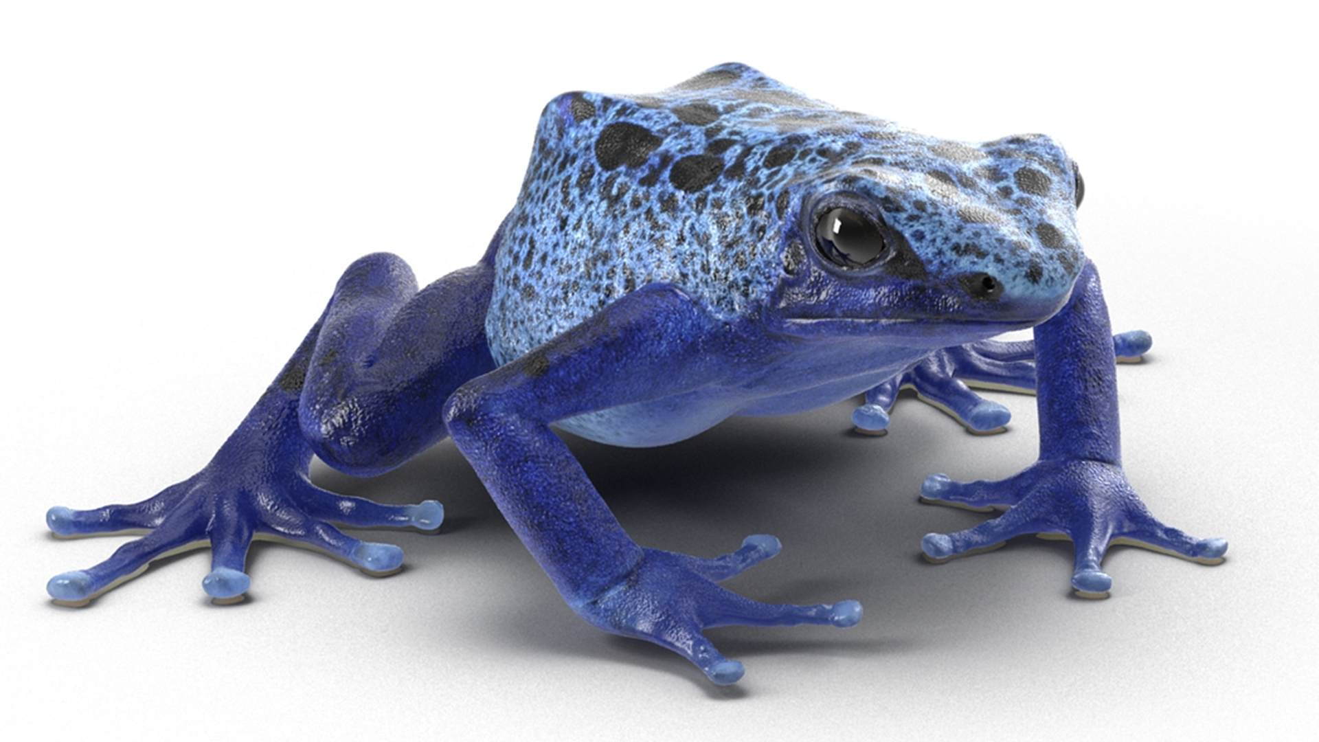 3D Realistic Poison Dart Frog Rigged model