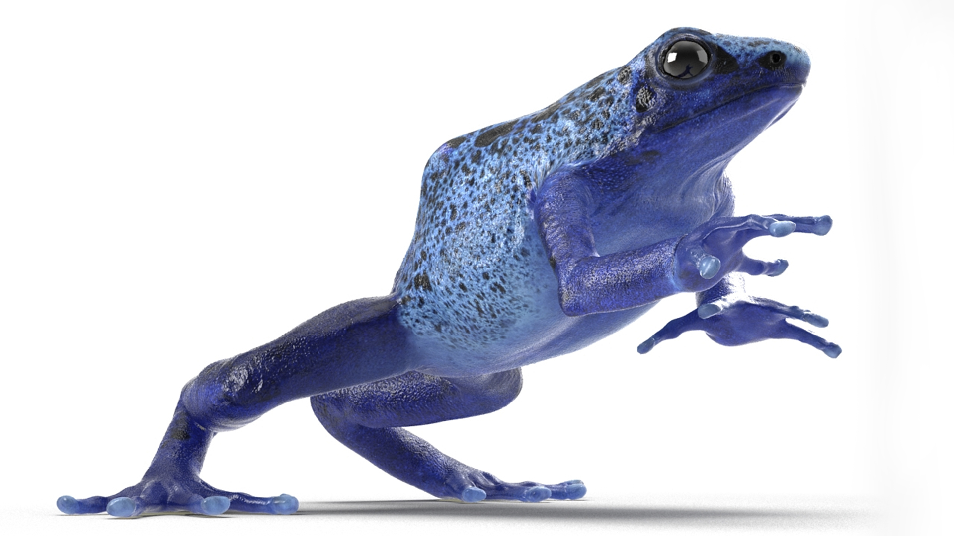3D Realistic Poison Dart Frog Rigged model