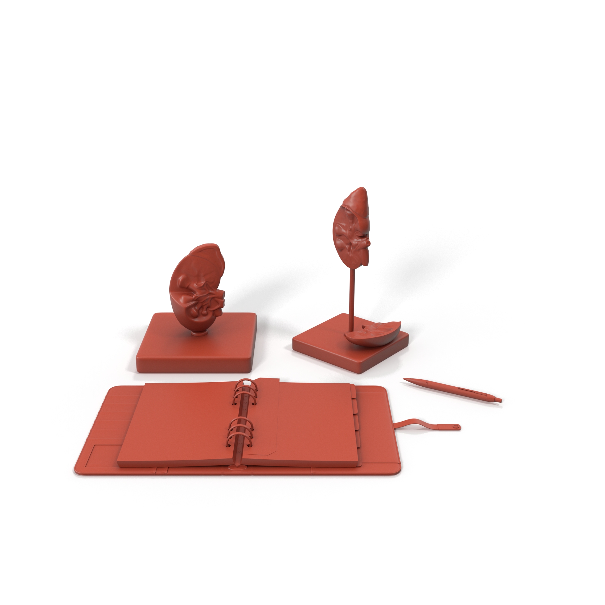 3D Kidney Clinical Anatomy Educational for 3D Print model