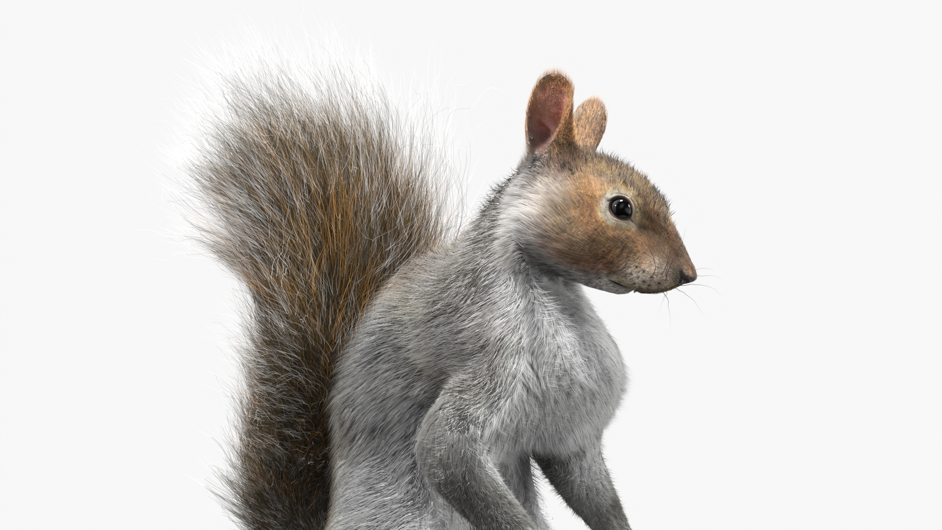 3D Squirrel Standing Gray Fur