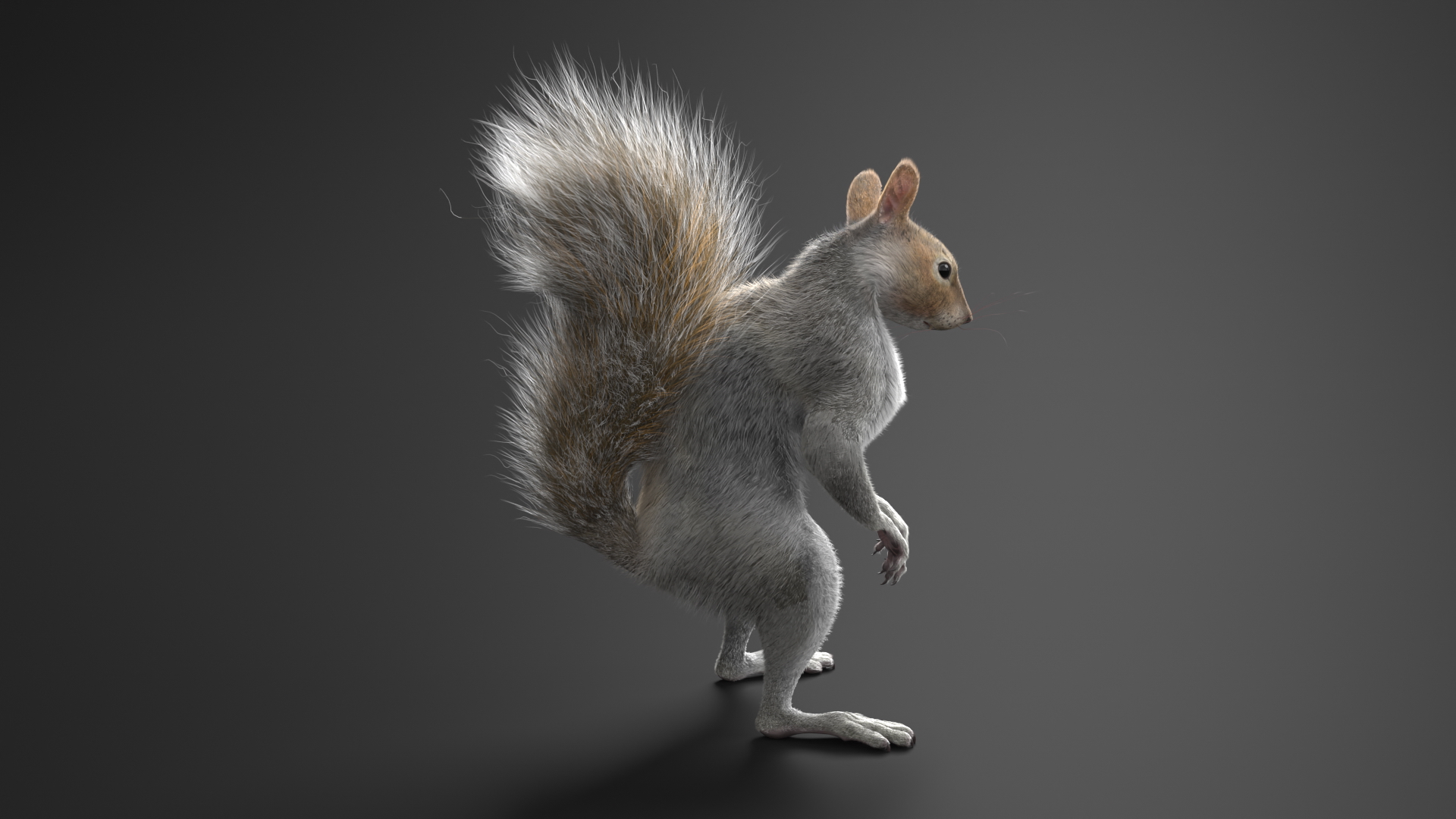 3D Squirrel Standing Gray Fur