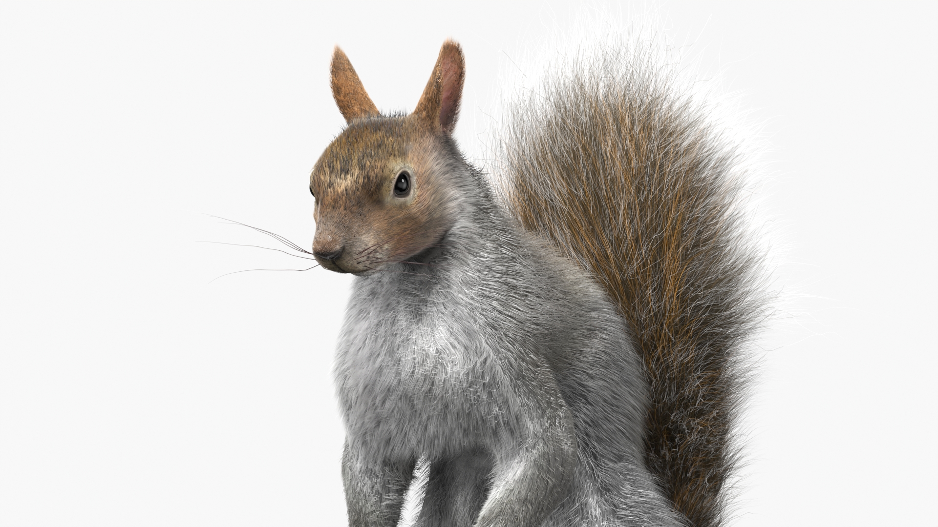 3D Squirrel Standing Gray Fur