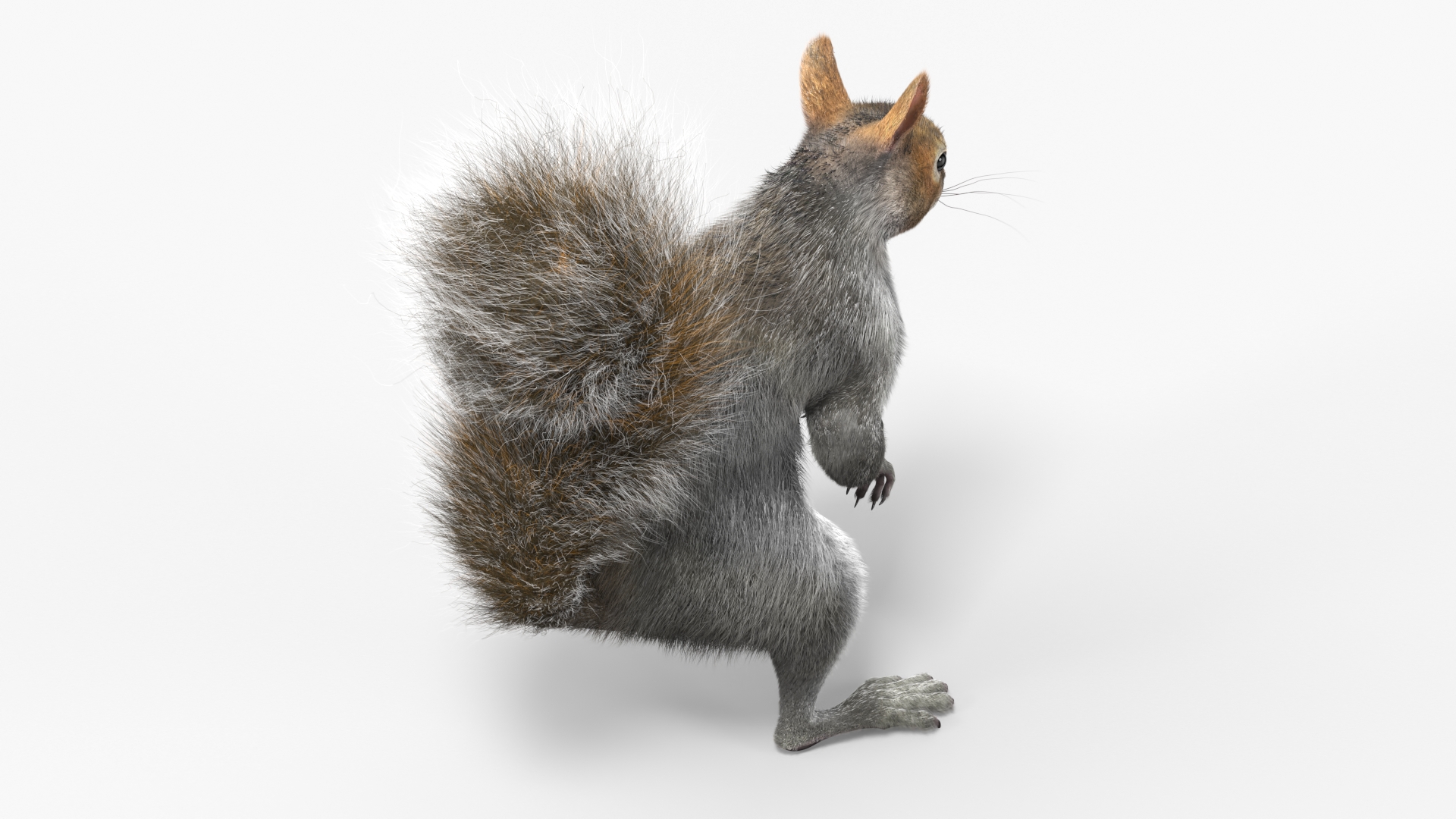 3D Squirrel Standing Gray Fur
