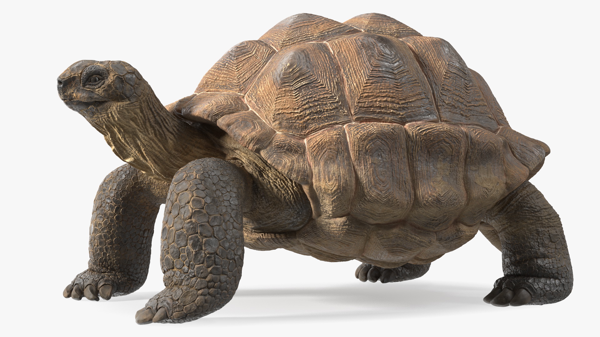 3D Dirty Old Giant Turtle Stand Pose model