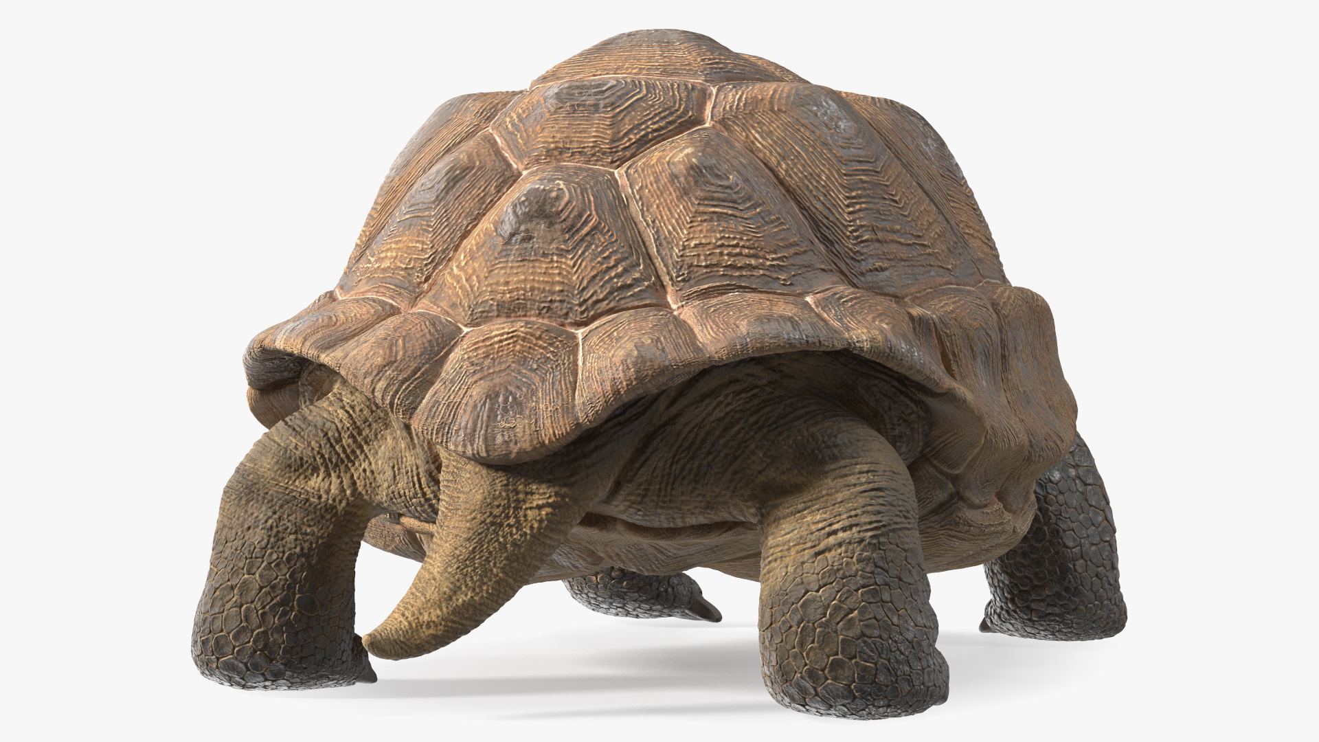 3D Dirty Old Giant Turtle Stand Pose model