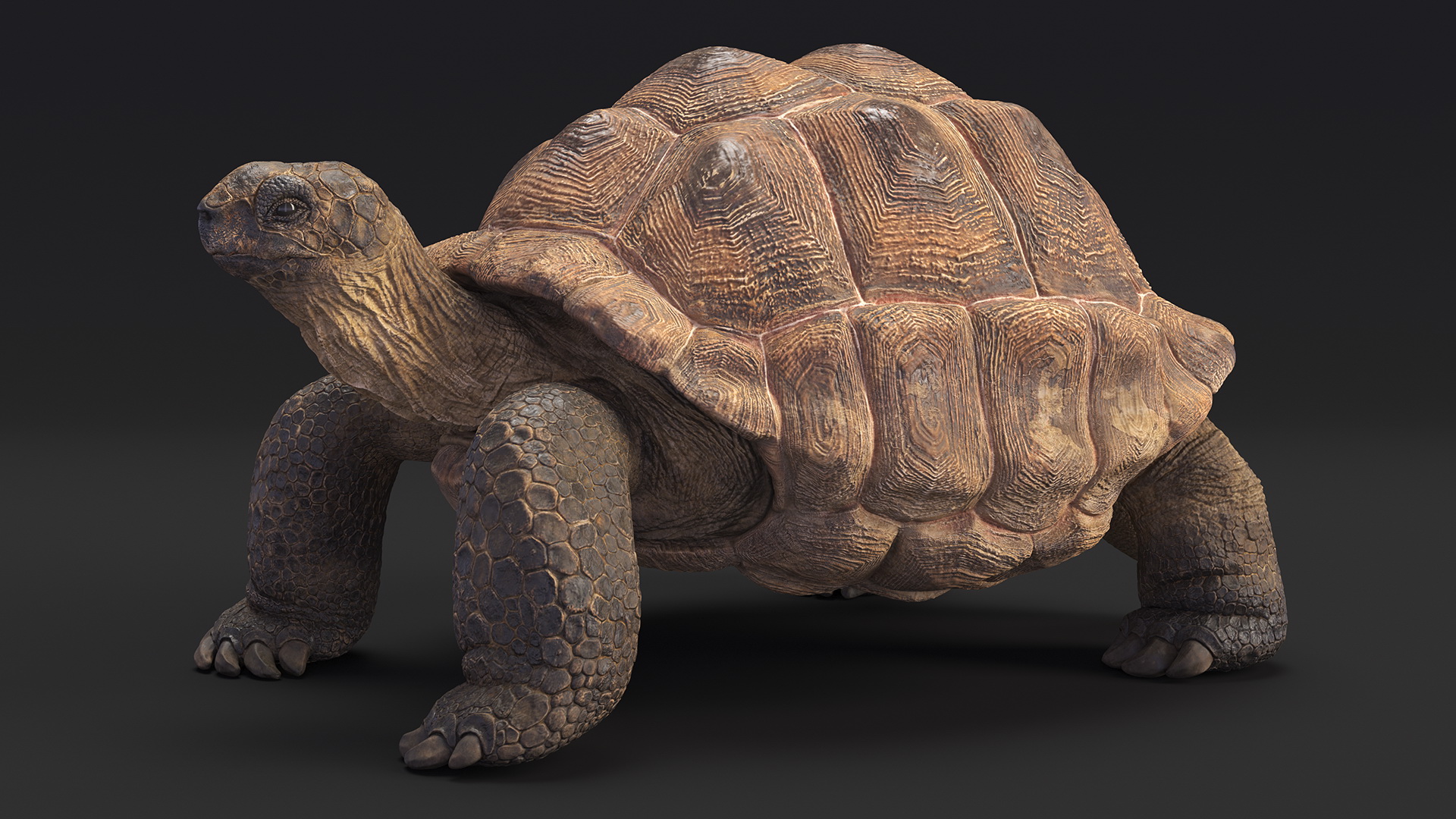 3D Dirty Old Giant Turtle Stand Pose model