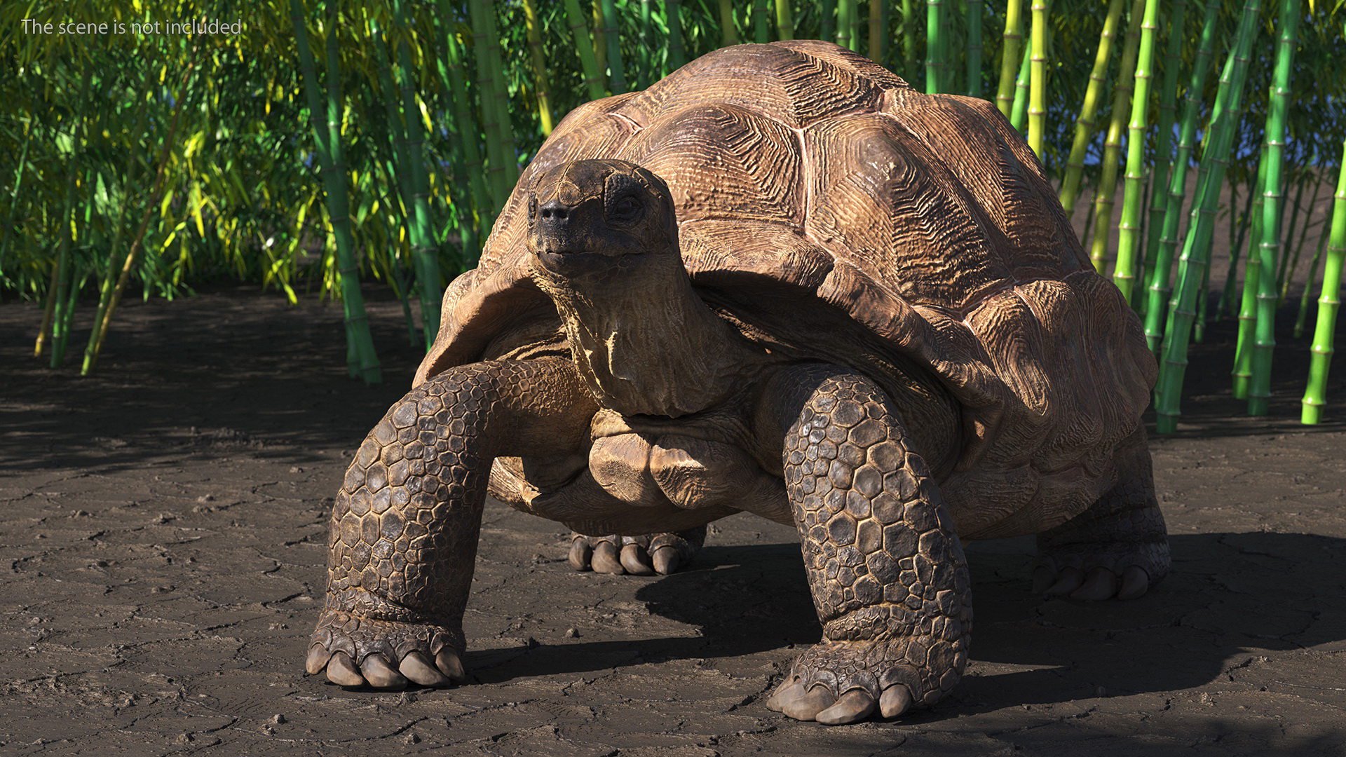 3D Dirty Old Giant Turtle Stand Pose model