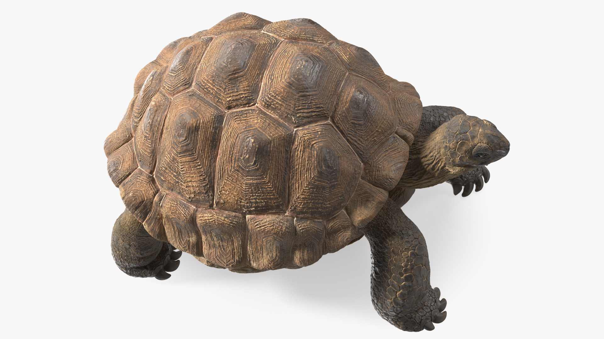 3D Dirty Old Giant Turtle Stand Pose model