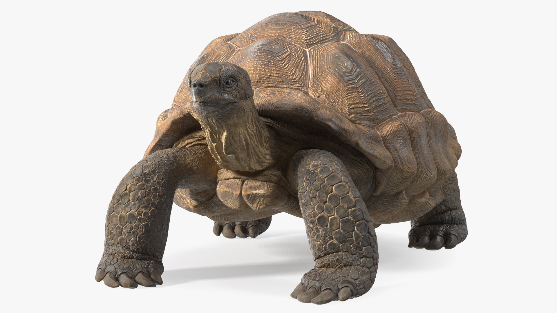 3D Dirty Old Giant Turtle Stand Pose model