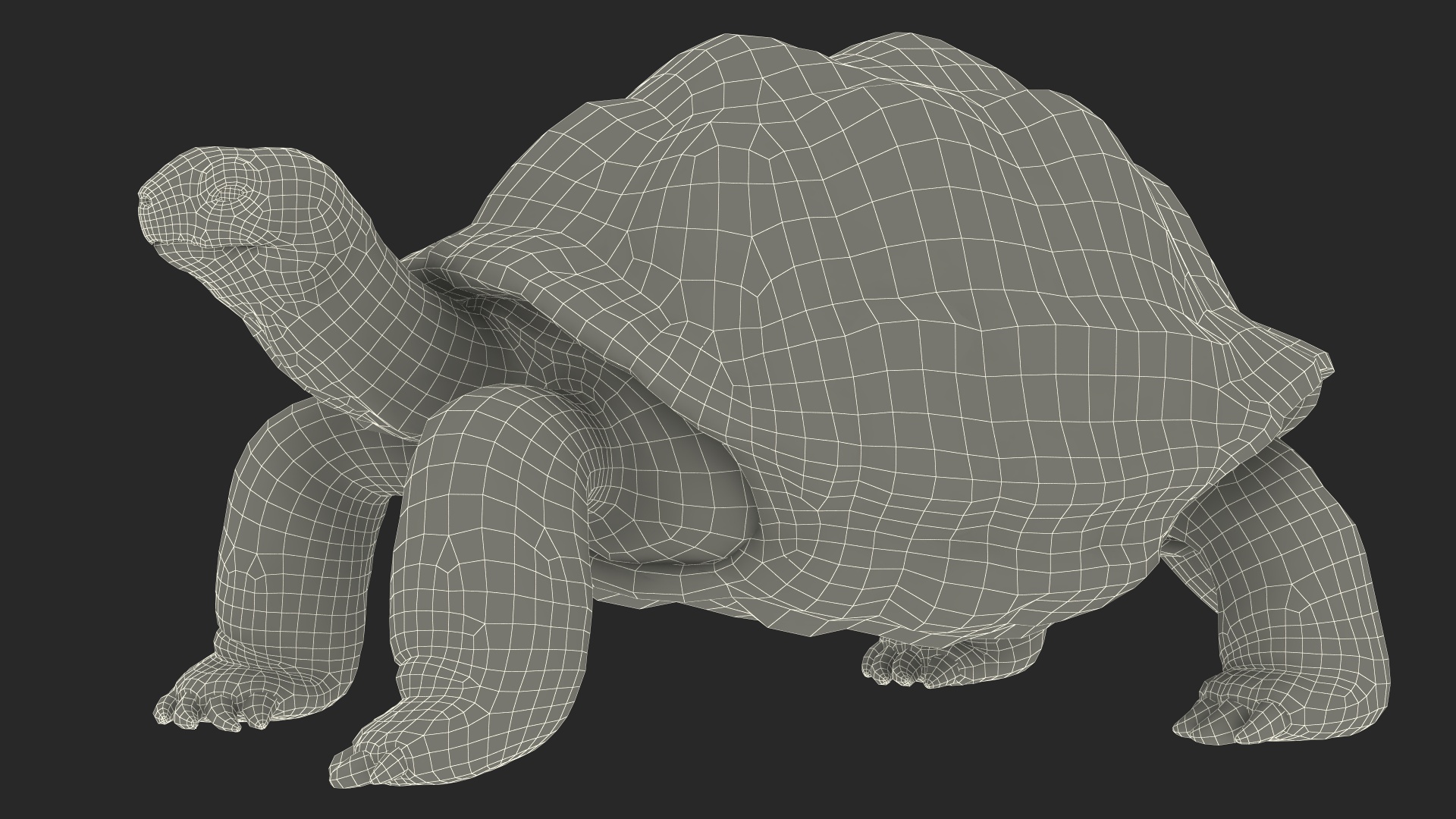 3D Dirty Old Giant Turtle Stand Pose model