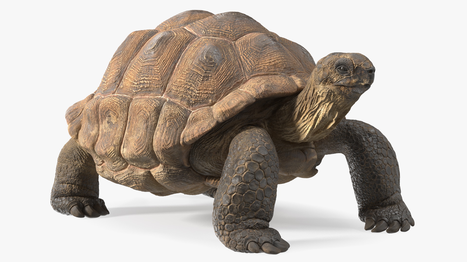 3D Dirty Old Giant Turtle Stand Pose model