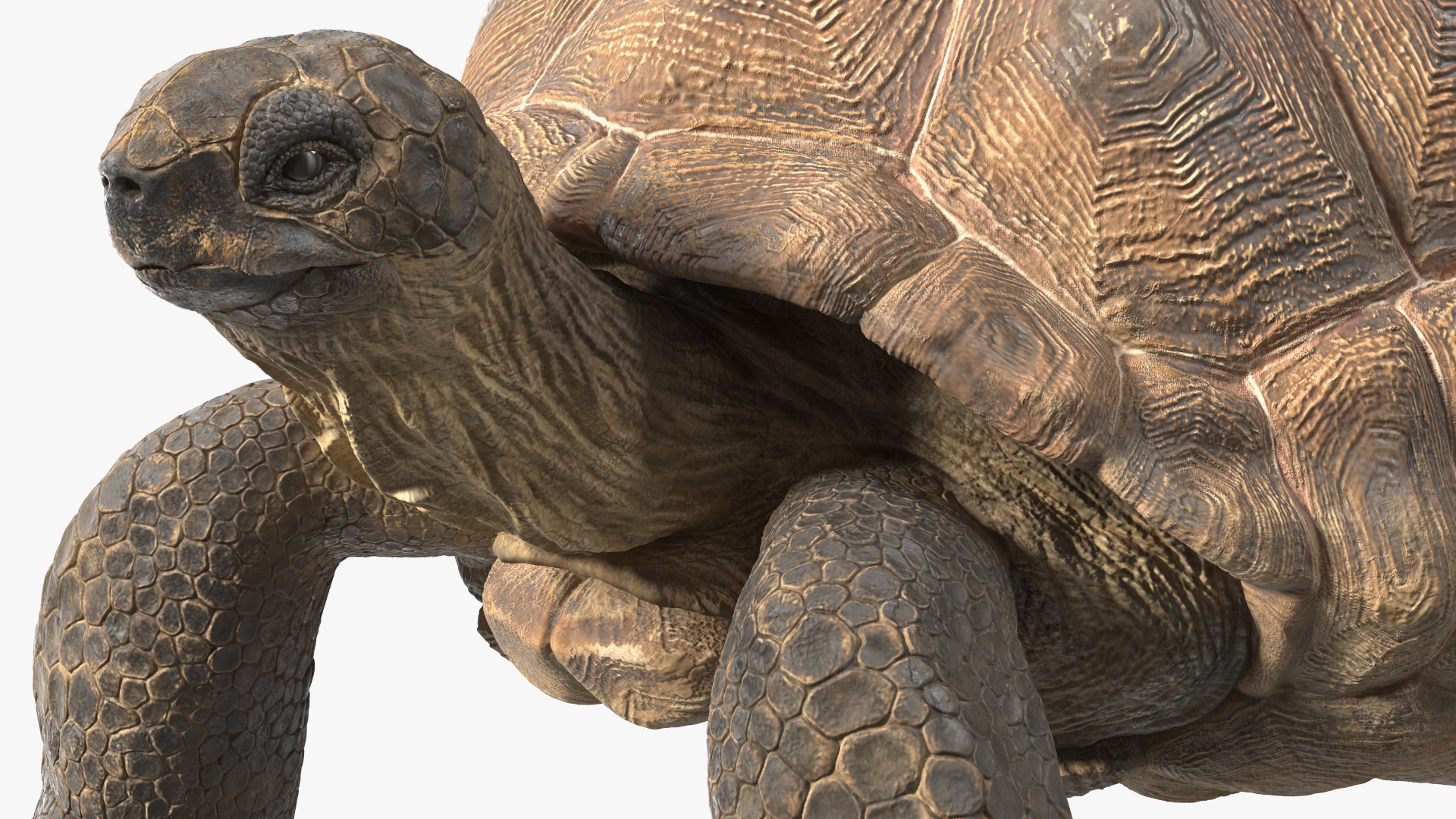 3D Dirty Old Giant Turtle Stand Pose model
