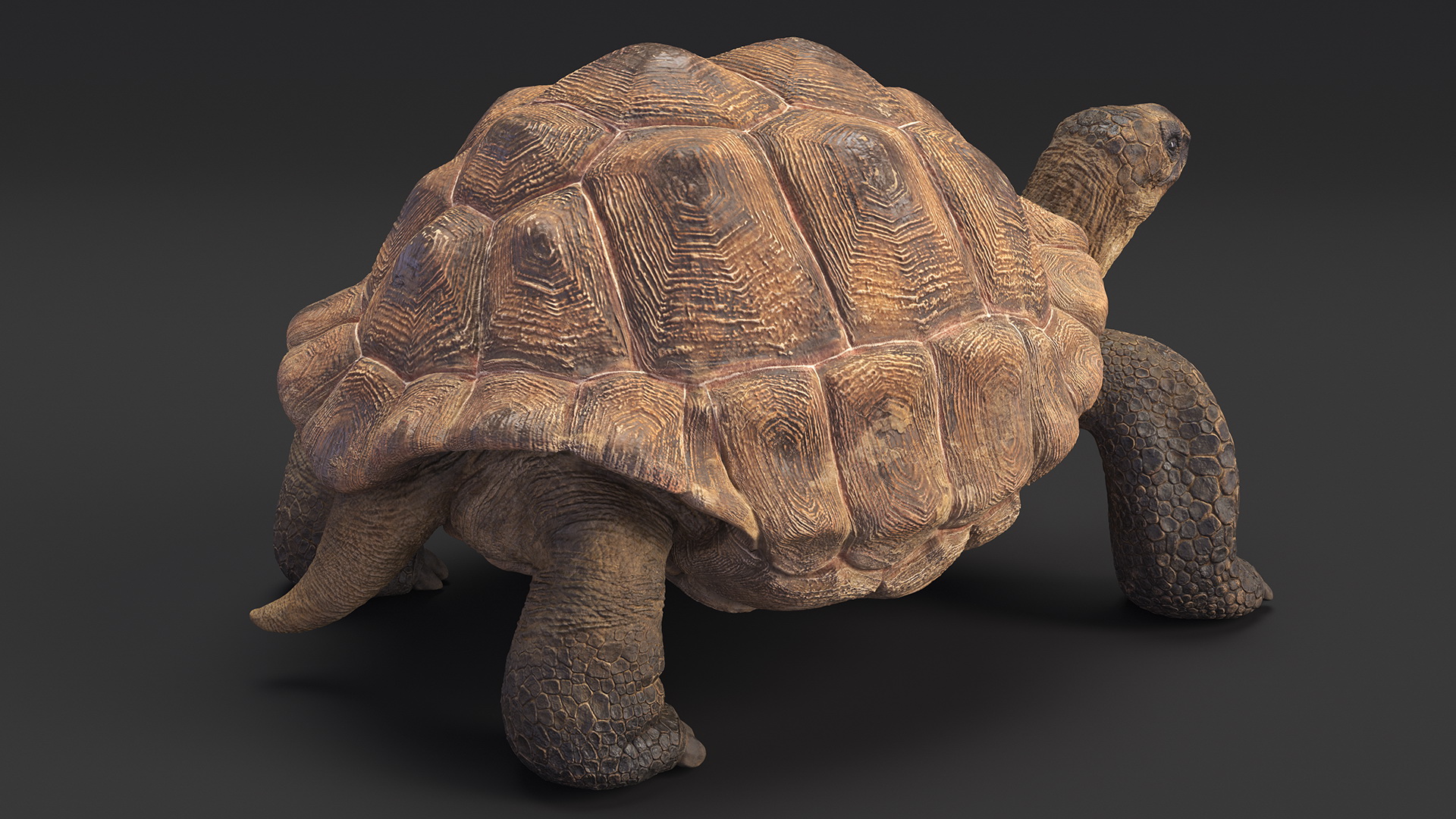 3D Dirty Old Giant Turtle Stand Pose model