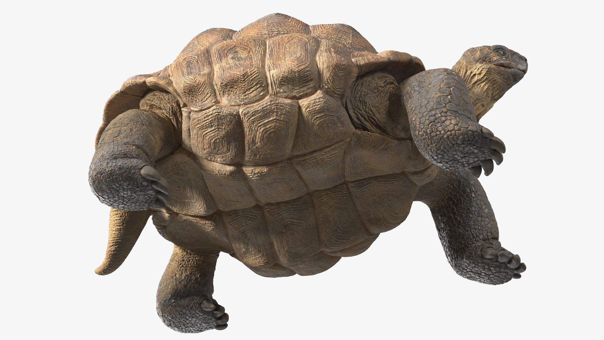 3D Dirty Old Giant Turtle Stand Pose model