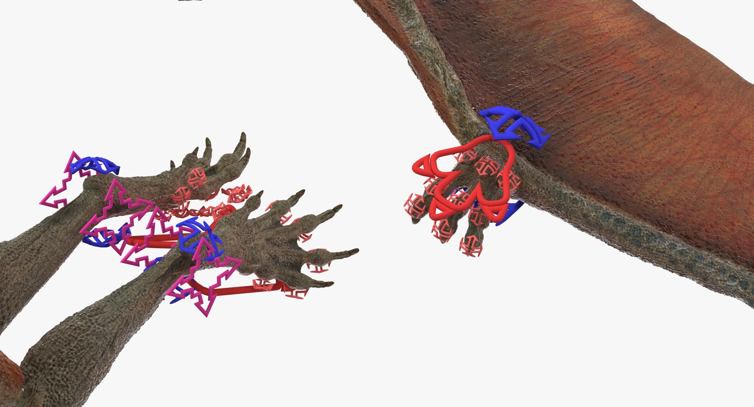 Pteranodon Rigged 3D