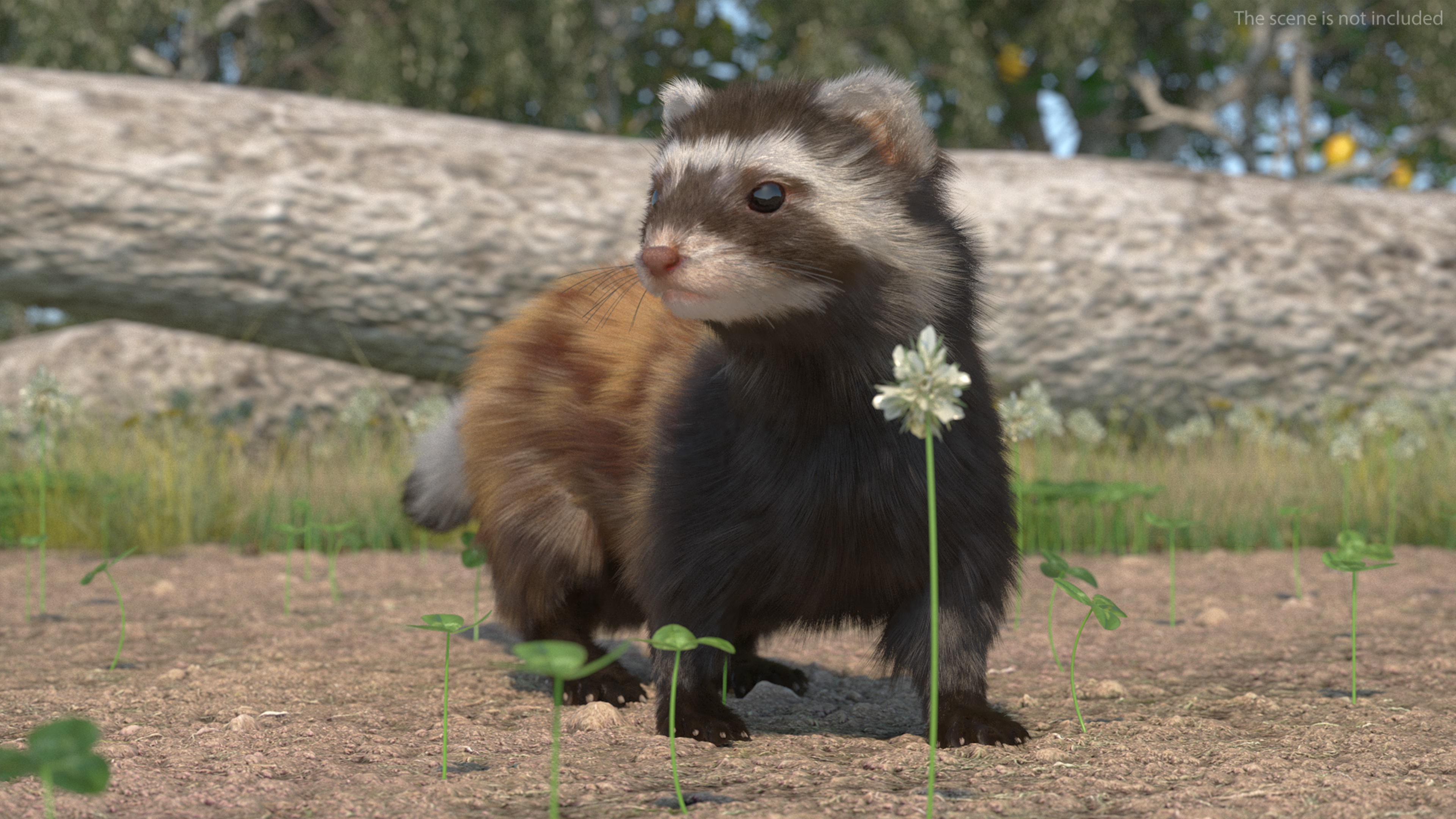 Vormela Peregusna in Walking Pose Fur 3D