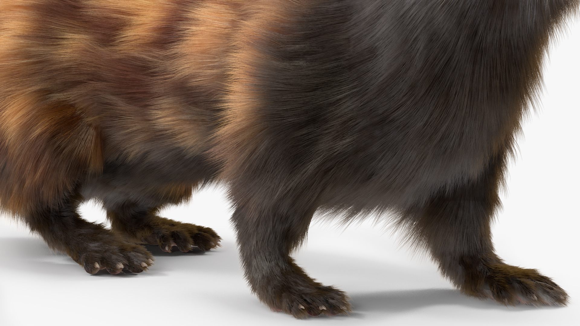 Vormela Peregusna in Walking Pose Fur 3D