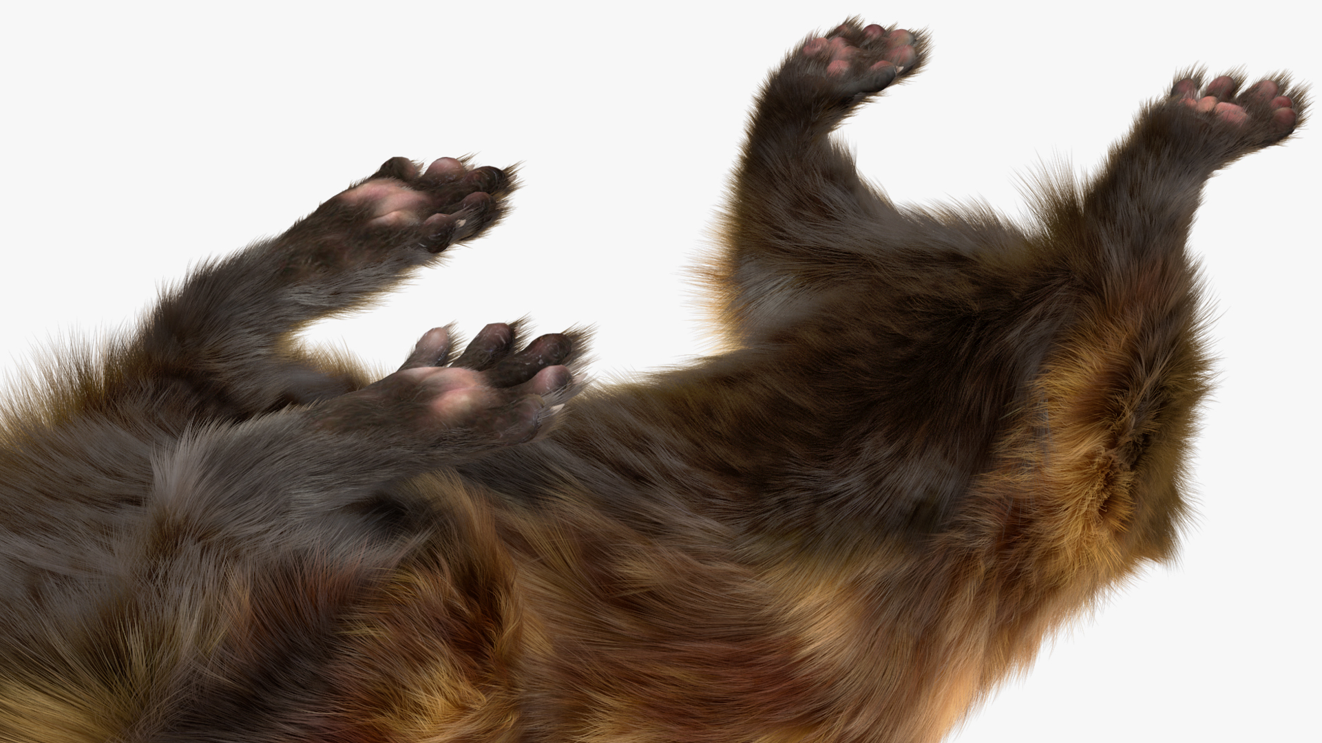 Vormela Peregusna in Walking Pose Fur 3D