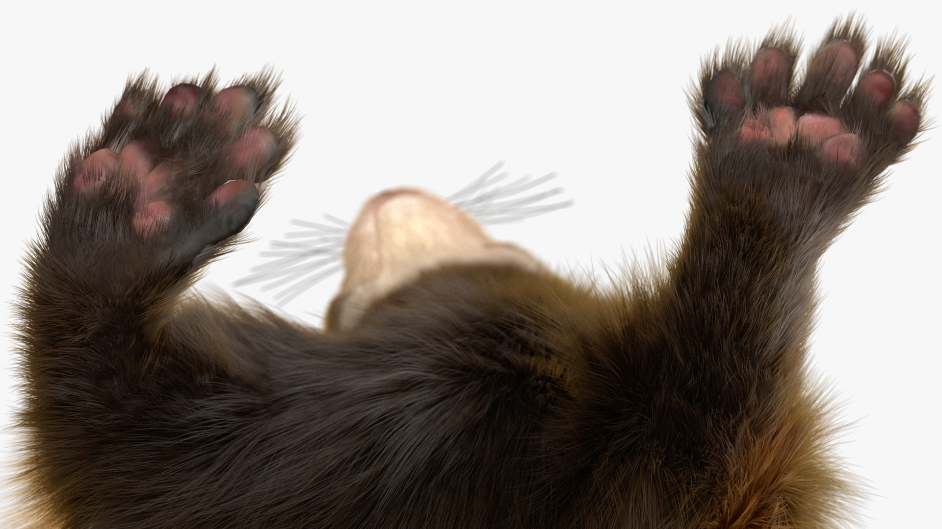 Vormela Peregusna in Walking Pose Fur 3D
