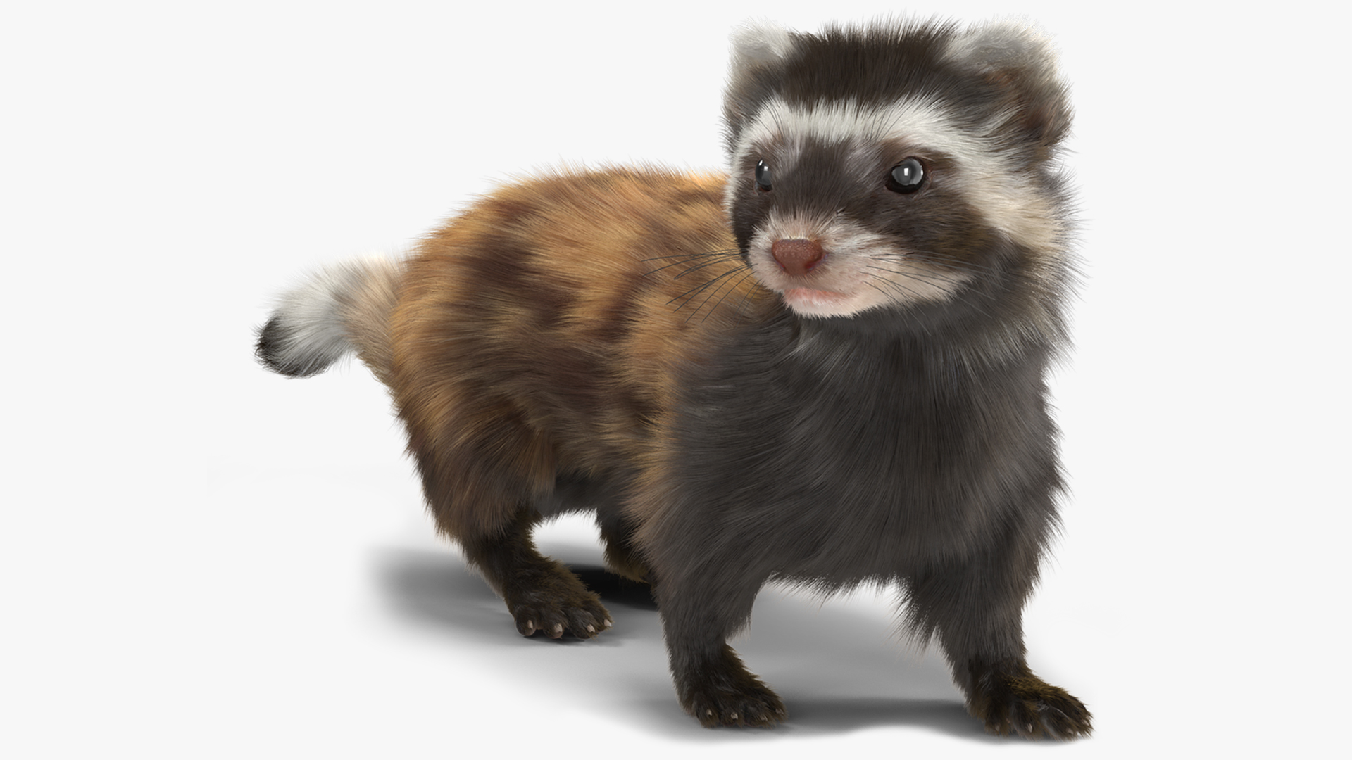 Vormela Peregusna in Walking Pose Fur 3D
