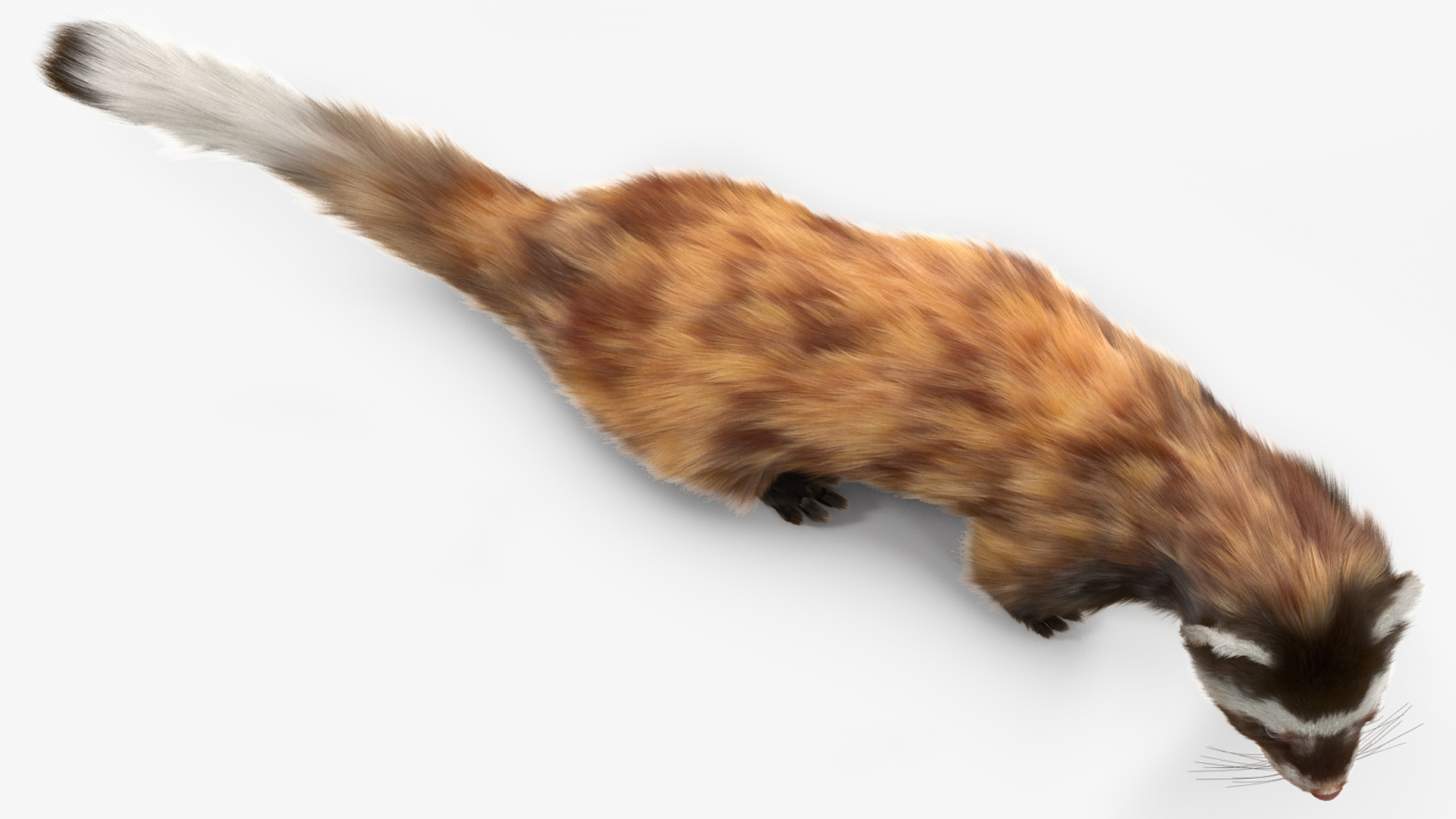 Vormela Peregusna in Walking Pose Fur 3D