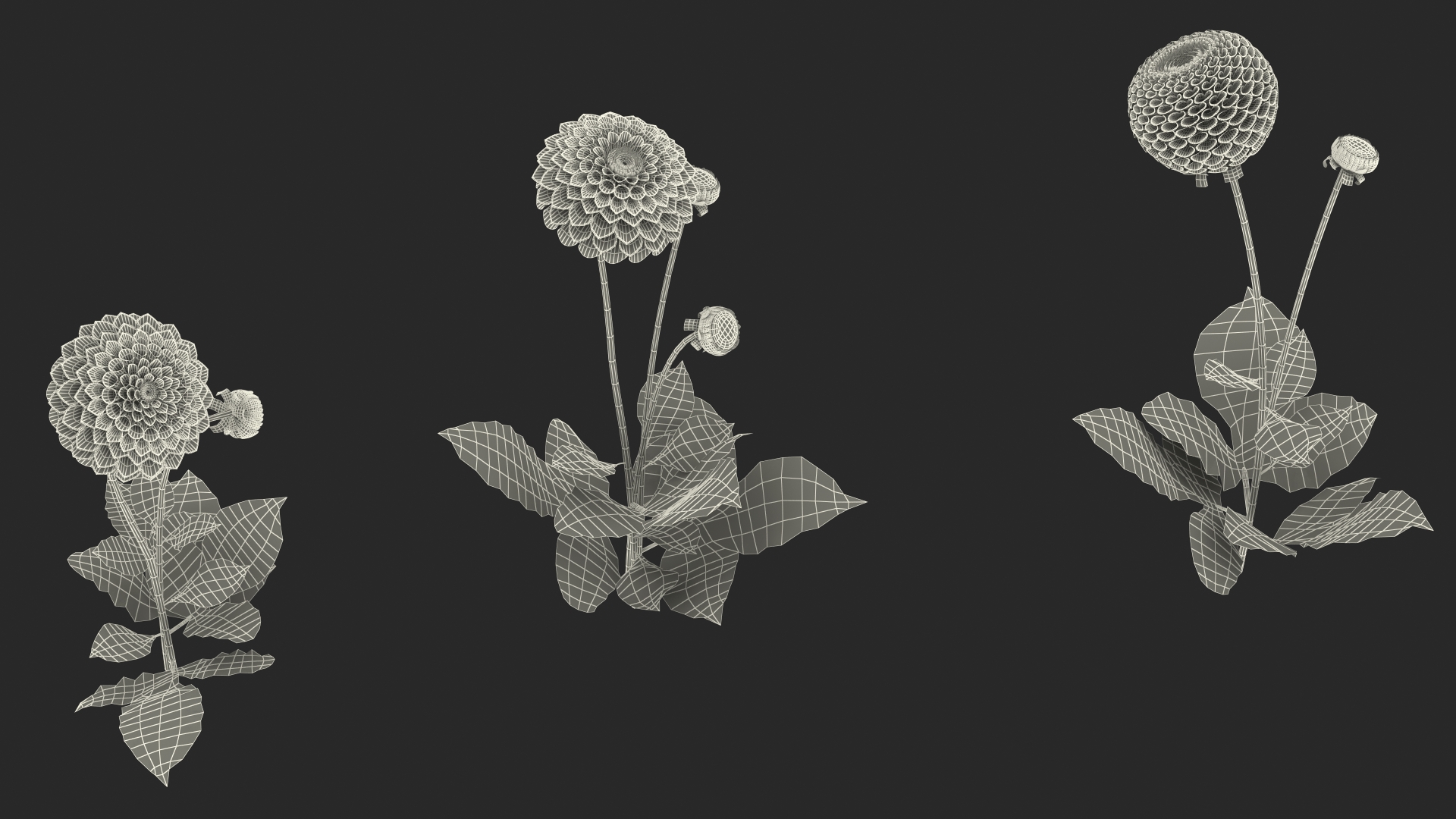 Dahlia Franz Kafka Pink Set 3D
